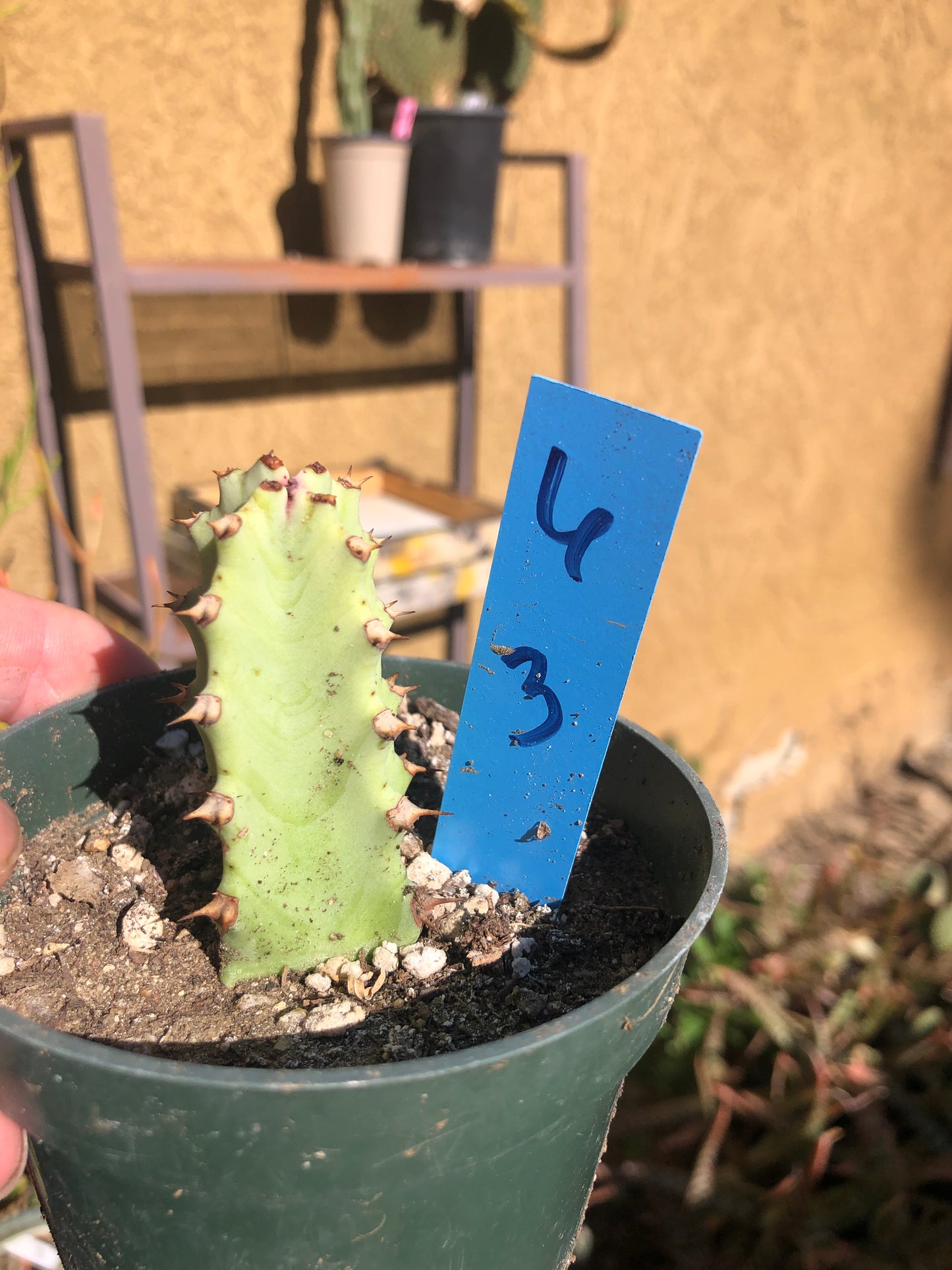 Euphorbia resinifera Moroccan Mound 3"Tall #6B