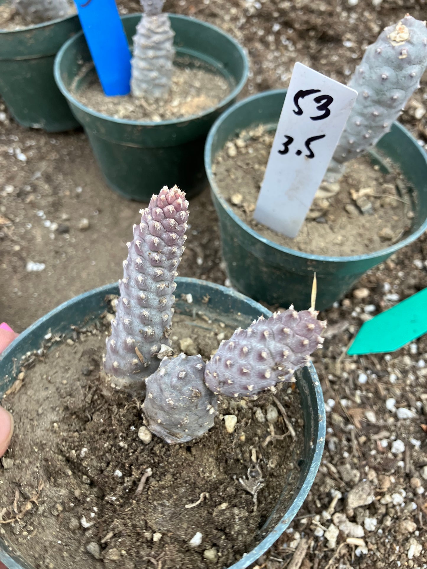 Pine Cone Cactus Tephrocactus~ articulatus var. diadematus Pinecone 3"Tall #23P