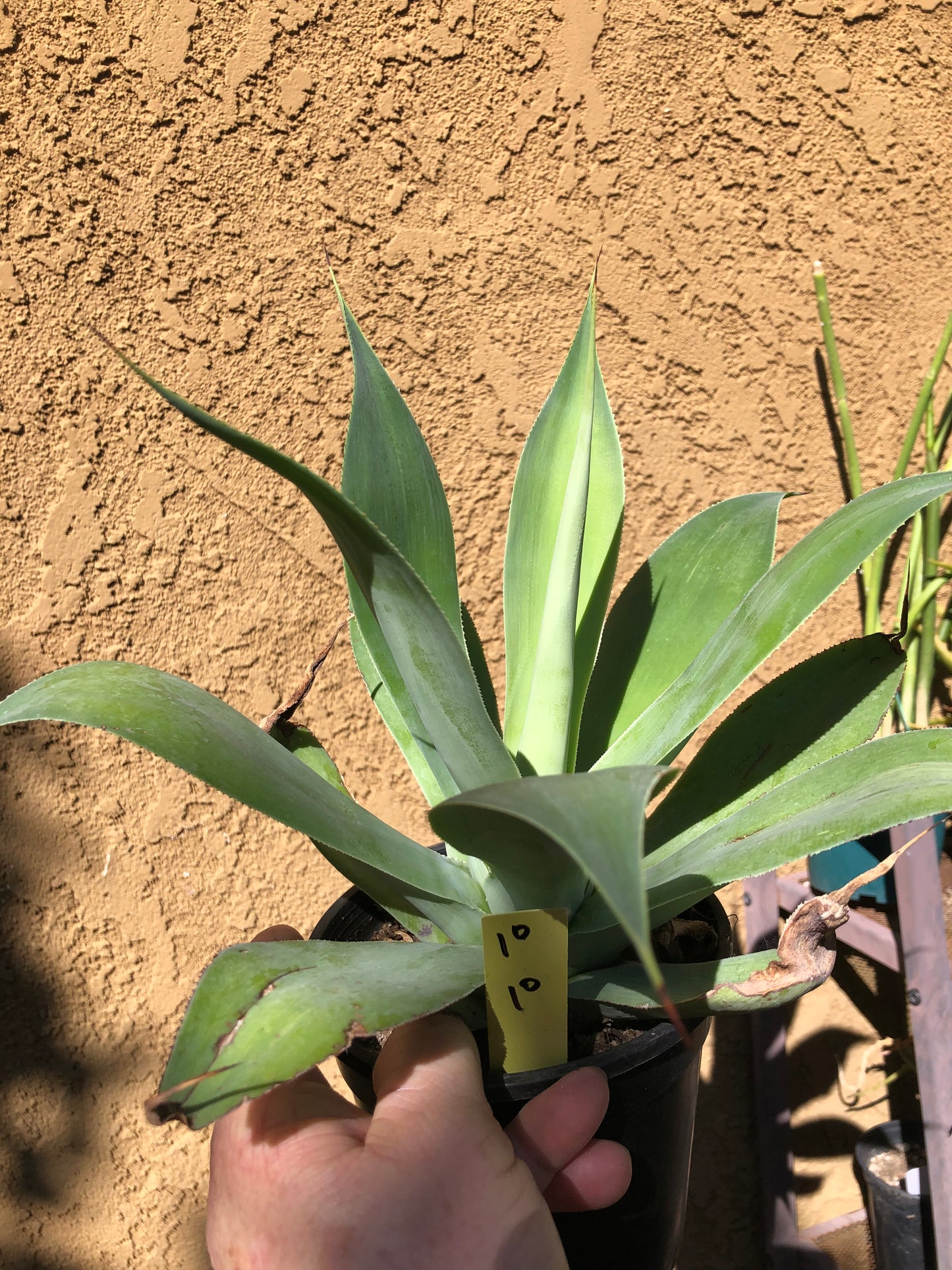 Agave~ Fox Tail Agave Attenuata 10"Wide #10Y