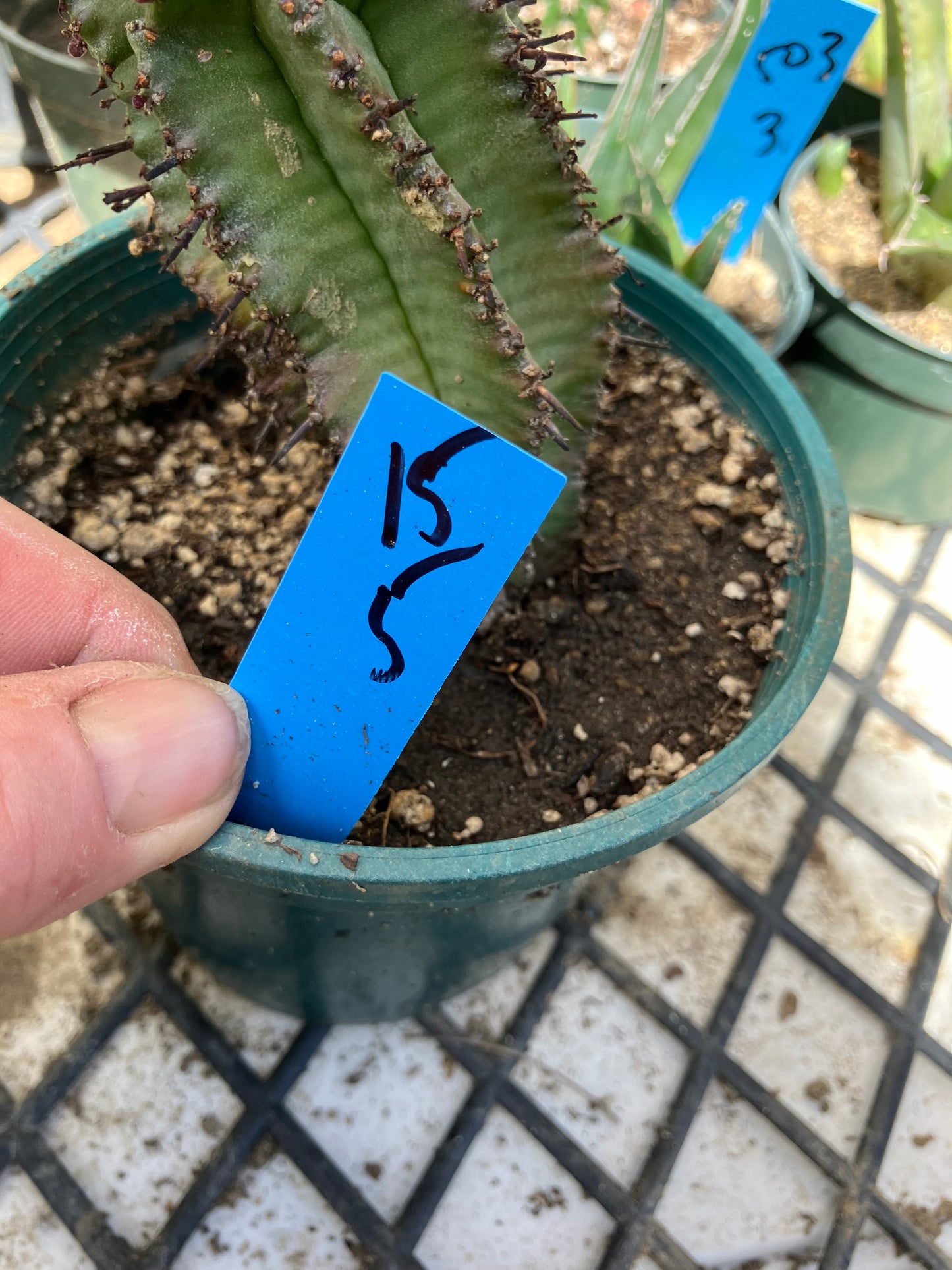 Euphorbia anoplia Green Tanzanian Zipper 5"Tall #15B