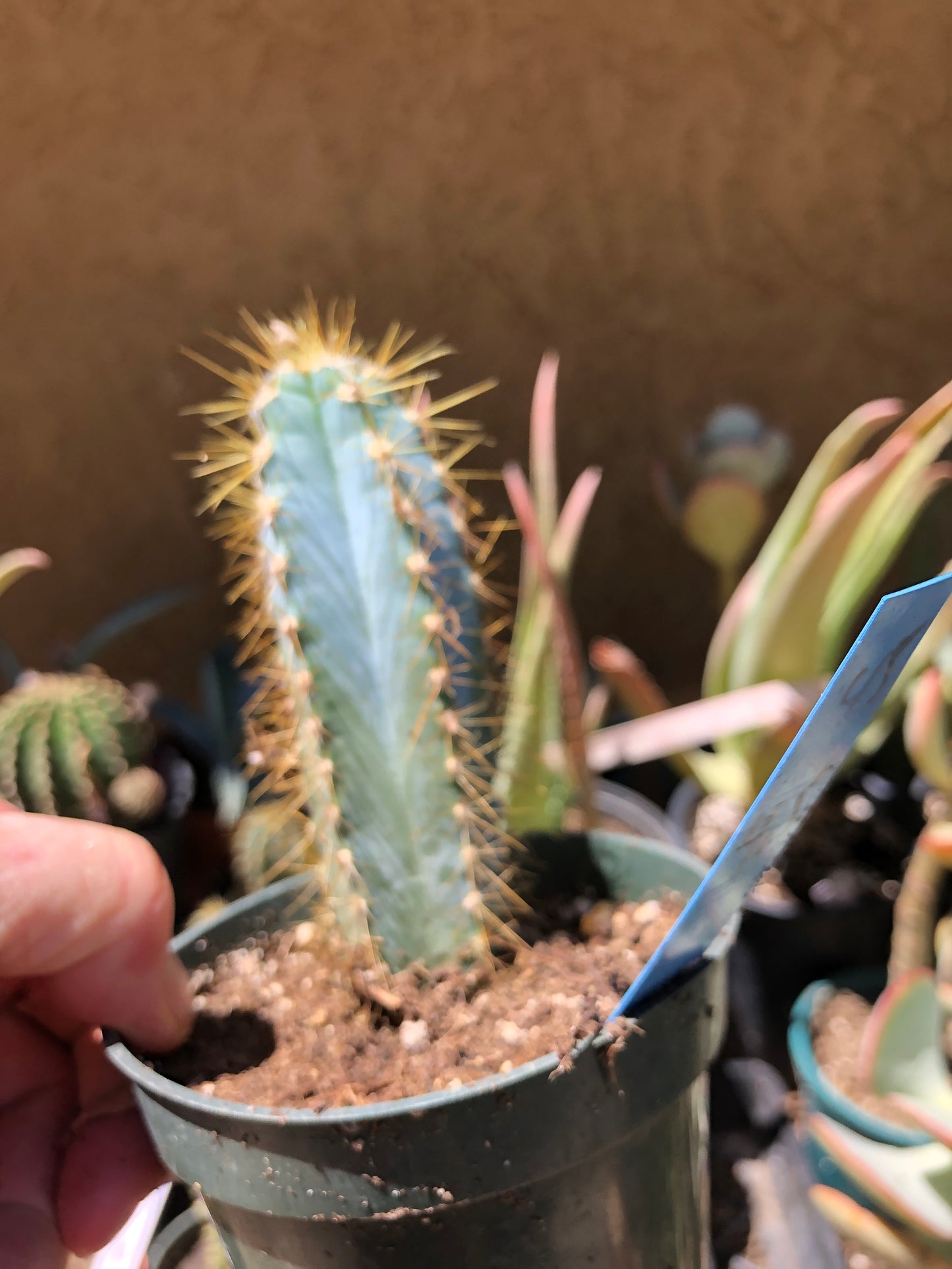 Pilosocereus Blue Azureus Cactus 4"Tall #B