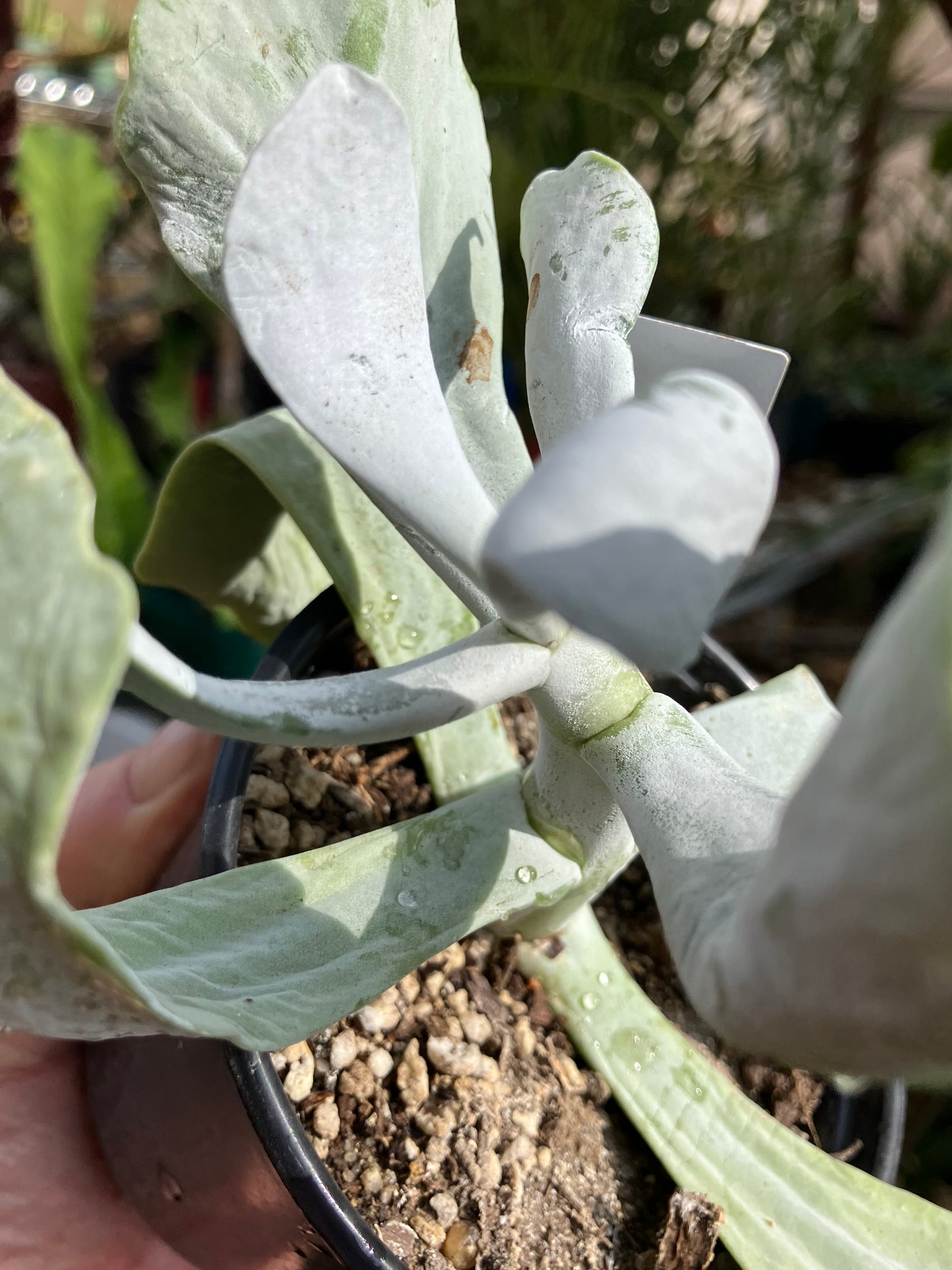 Cotyledon Silver Waves Succulent 5.5"Tall #27W