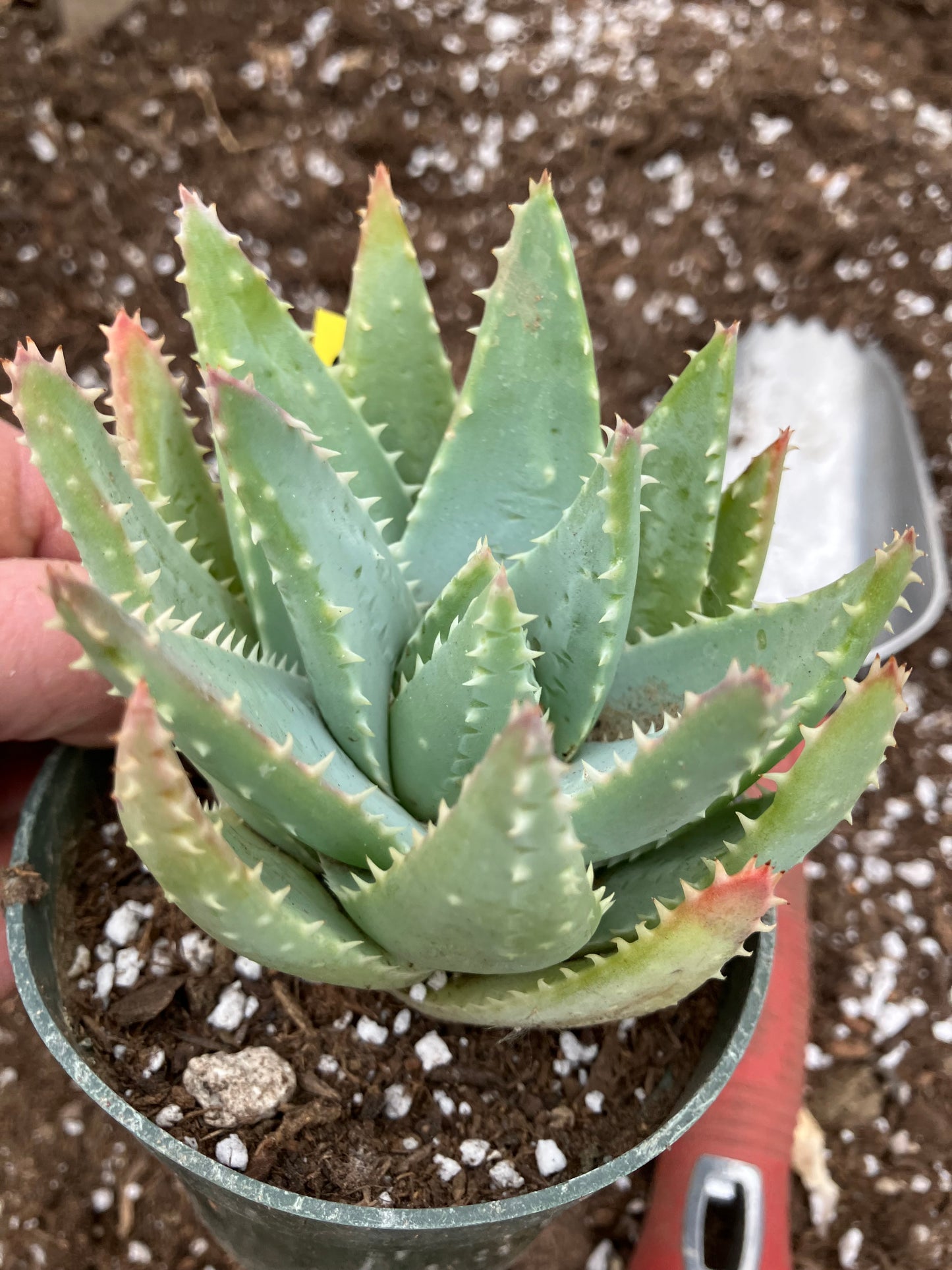 Aloe Brevifolia Short Leaf Aloe Succulent 3.5"W 3.5"Tall #12Y