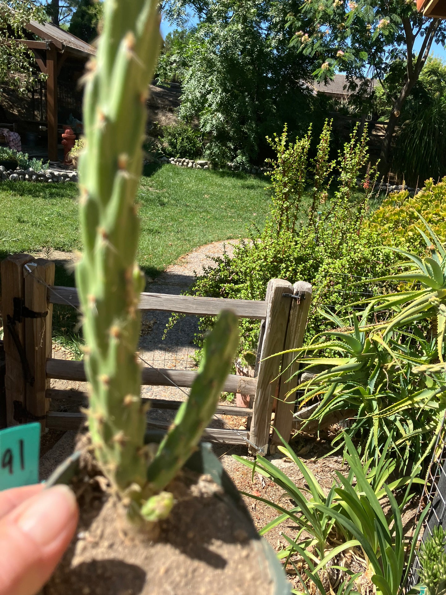 Cholla Cylindropuntia Buckhorn Cactus 16”Tall #61G
