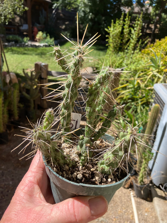 Cholla Cylindropuntia  Buckhorn  Cactus 5”Tall #51W