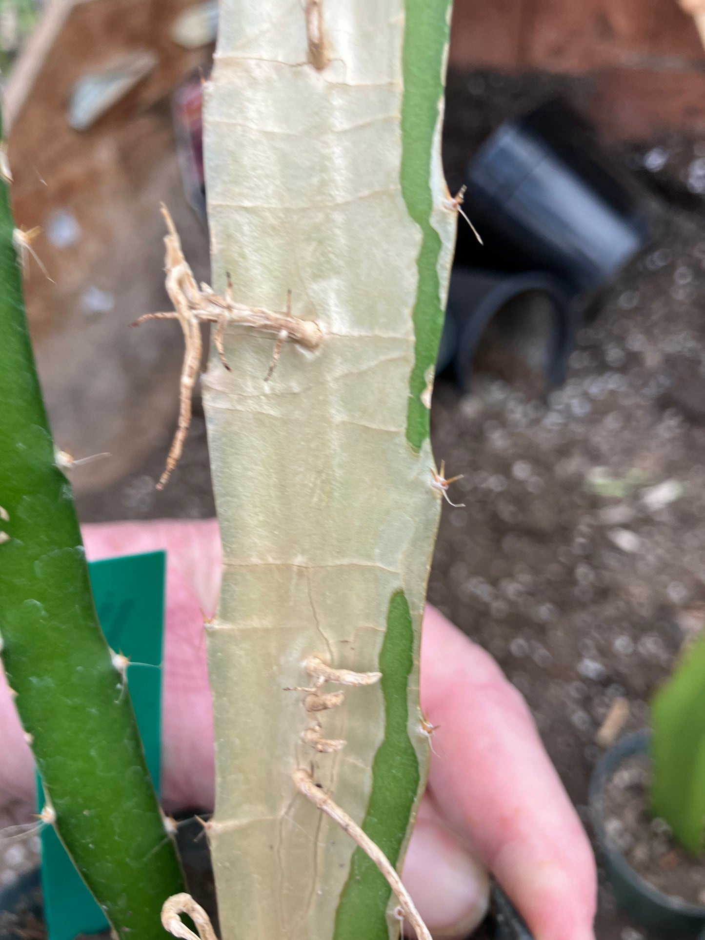 Dragon Fruit Plant Rooted Pitaya or Pitahaya 16" Tall #16G