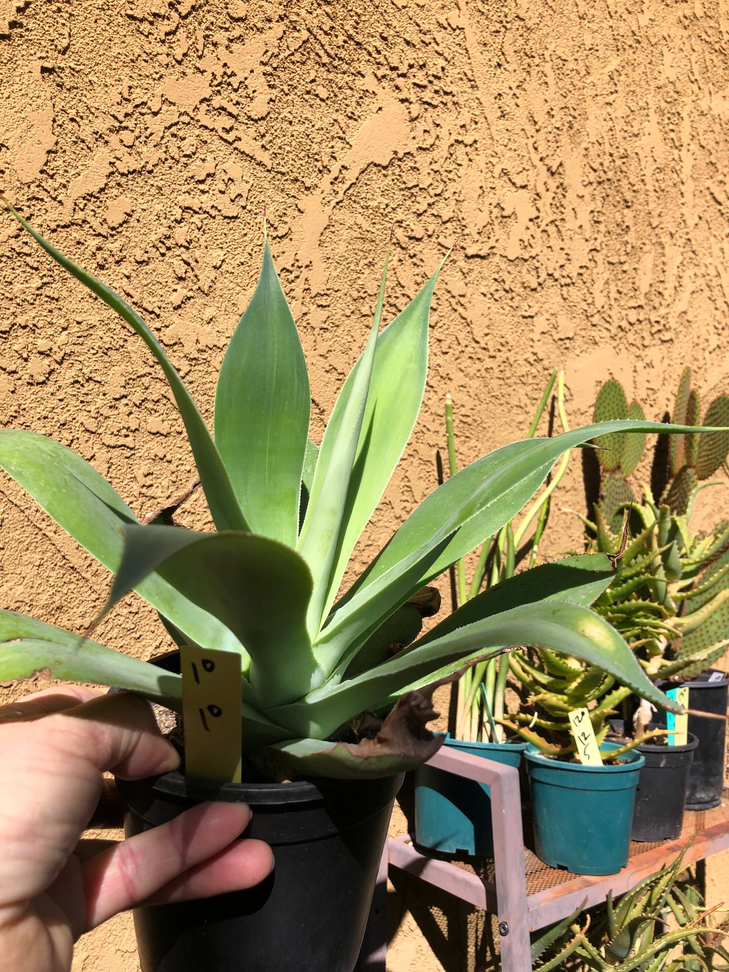 Agave~ Fox Tail Agave Attenuata 10"Wide #10Y