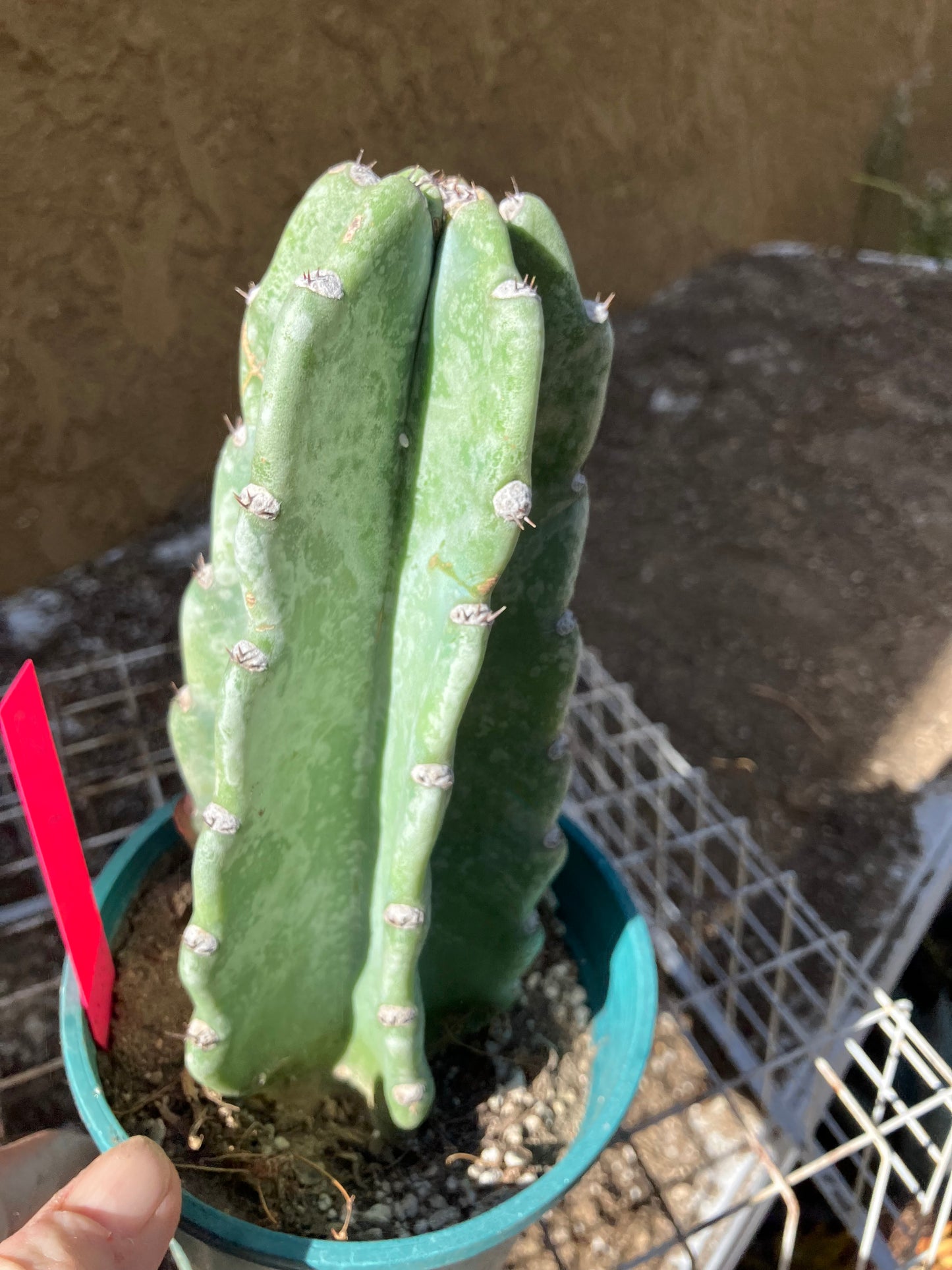 Cereus Peruvianus Night Blooming 7”Tall #07P