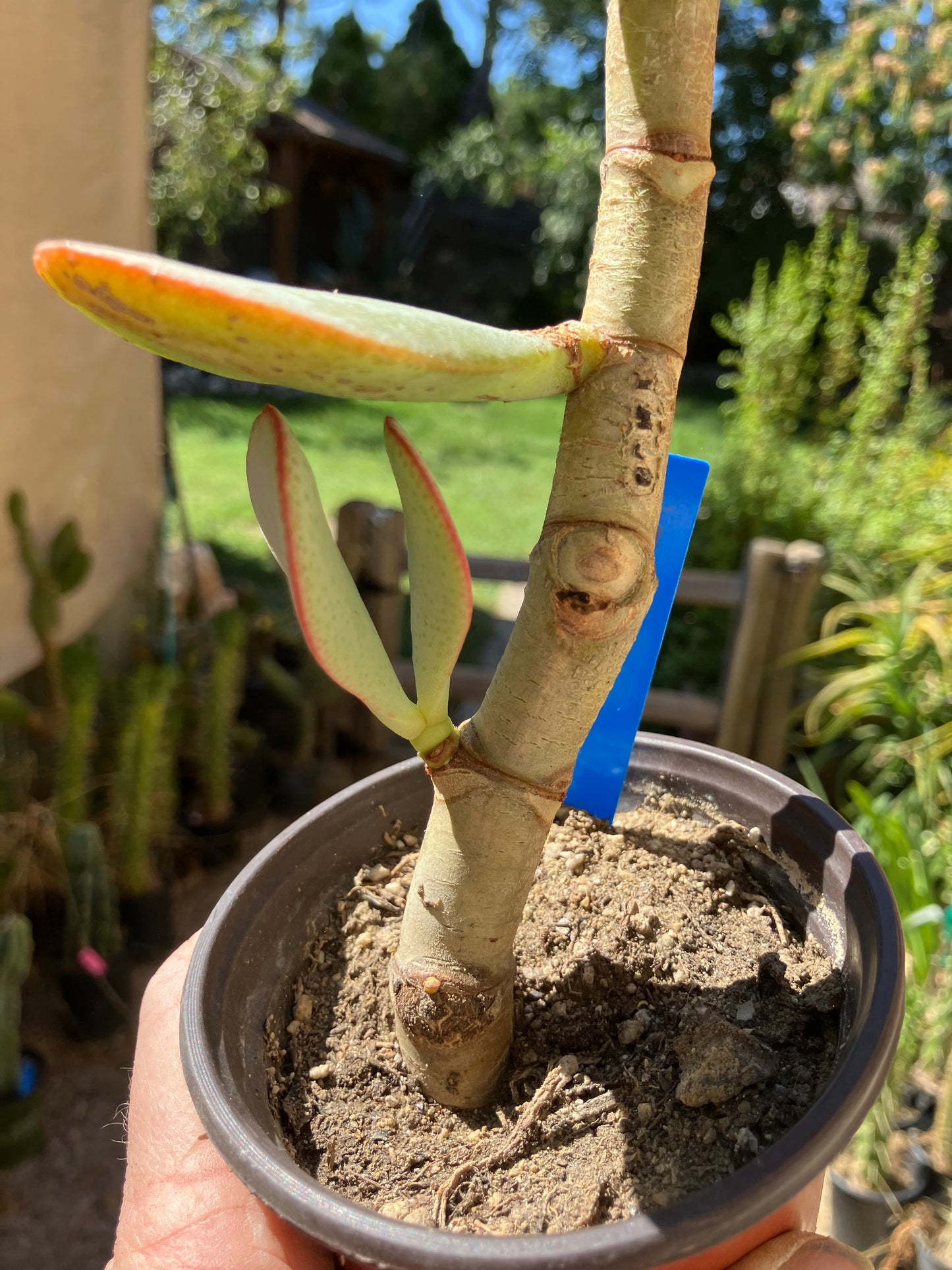 Crassula arborescens Silver Dollar 10"Tall #10B