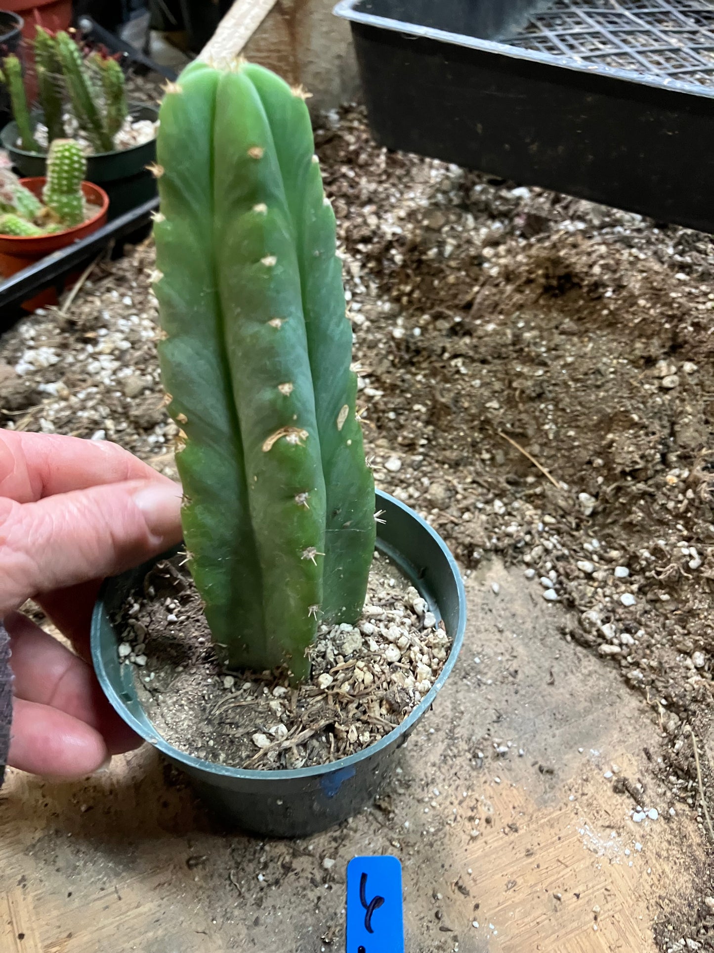 San Pedro Cactus - Trichocereus pachanoi 6"Tall #6B