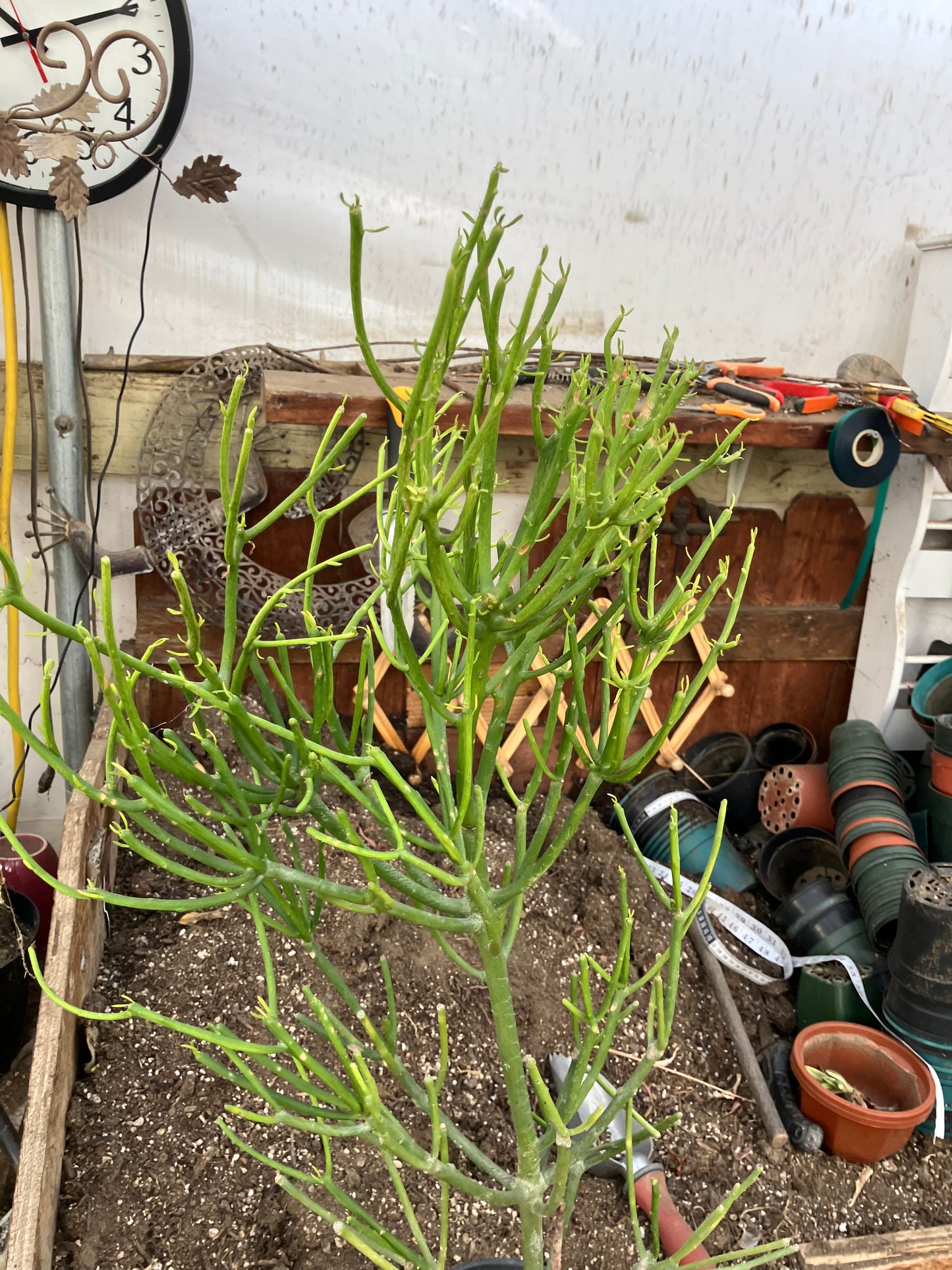 Euphorbia tirucalli Fire Stick 30"Tall 15"Wide #53B