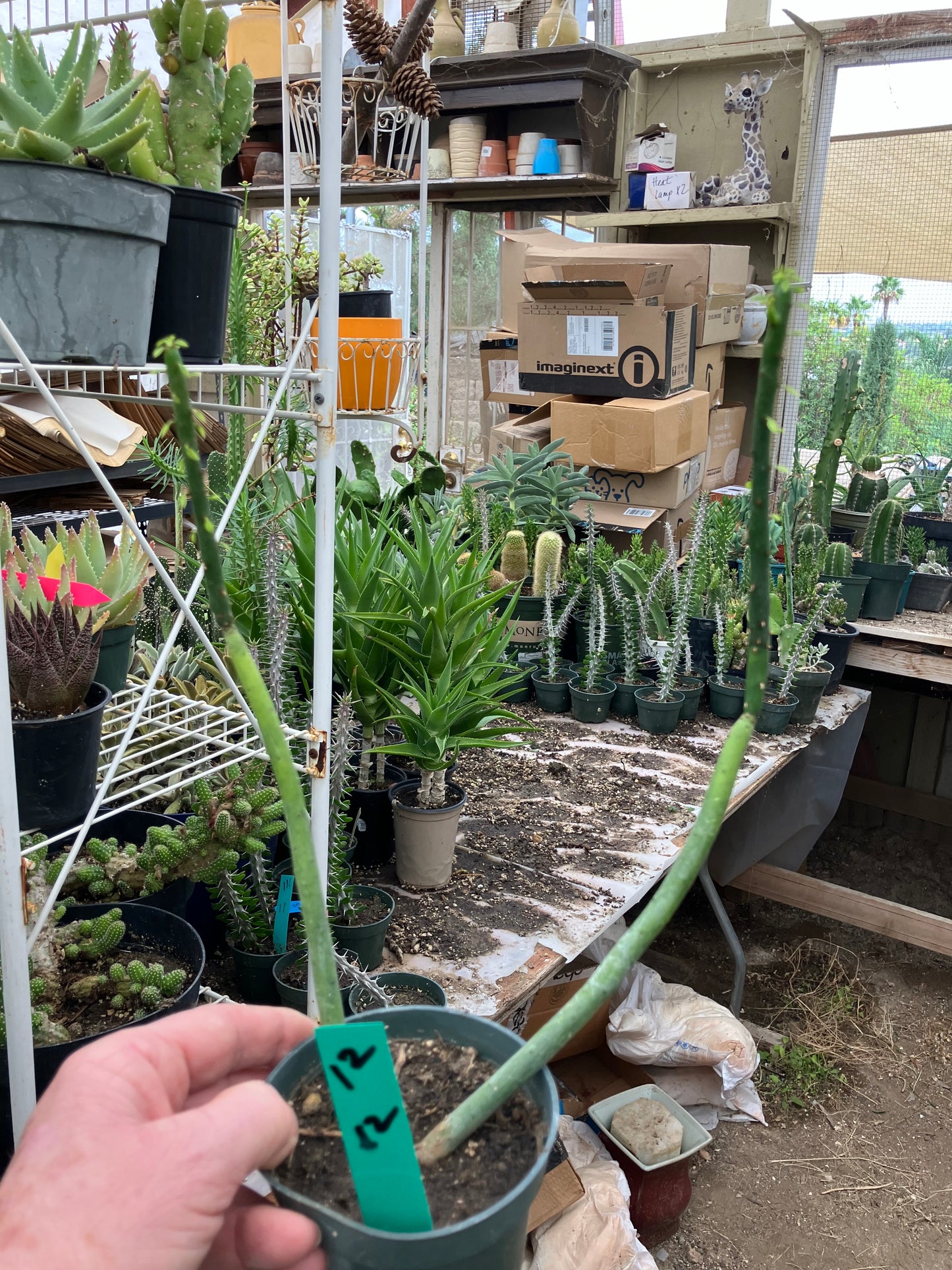 Euphorbia leucodendron Cat Tail 12" Tall #12G