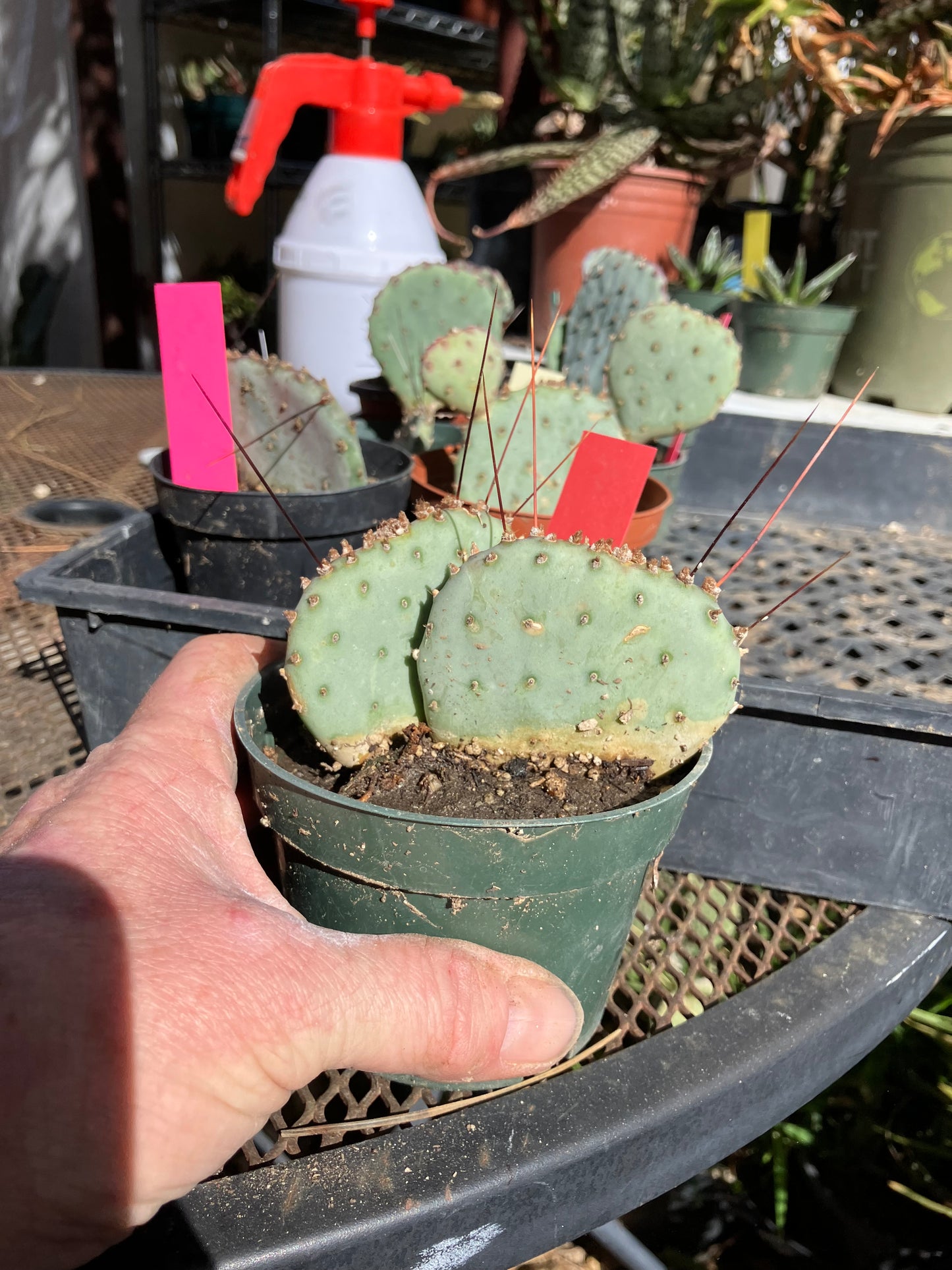 Opuntia Santa Rita Purple Prickly Pear 3.5”Tall #56R