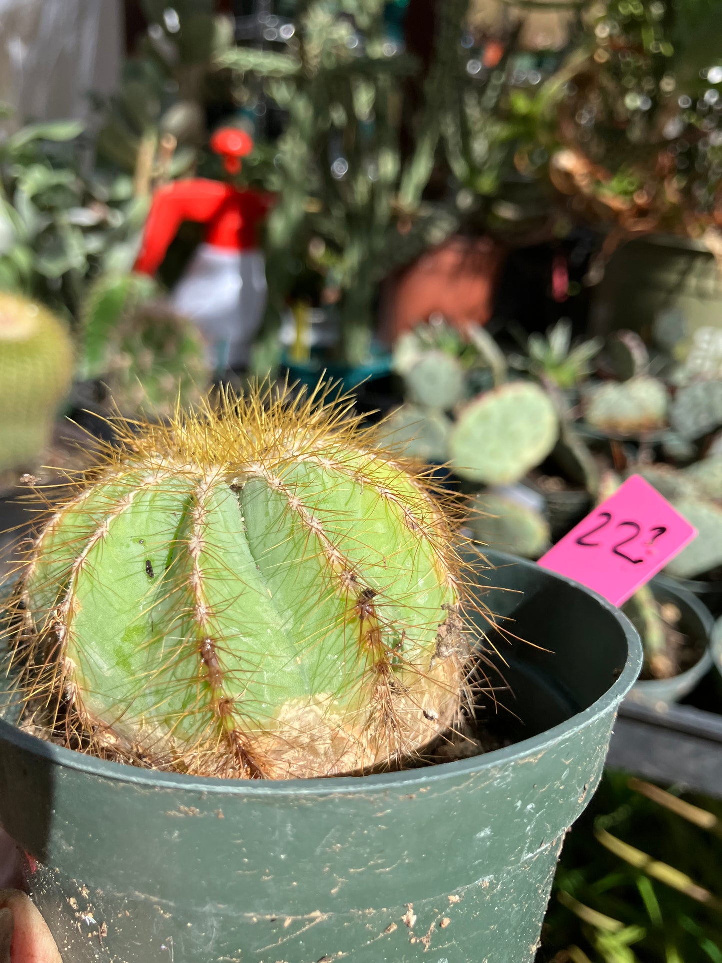 Notocactus Magnificus  Balloon Cactus Fast Grower 2” Tall, 2" Wide #22p