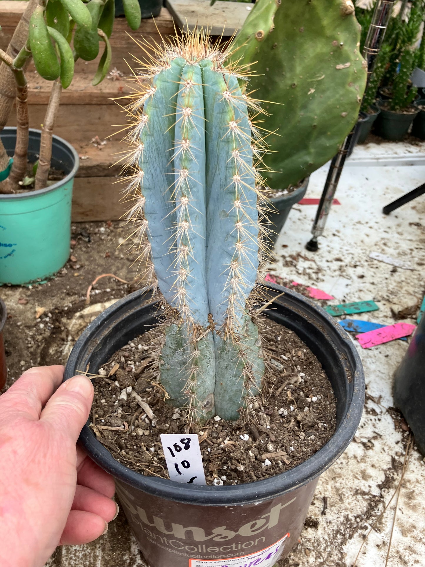 Pilosocereus Blue Azureus Cactus 10" Tall 8.5"Circumference #108W