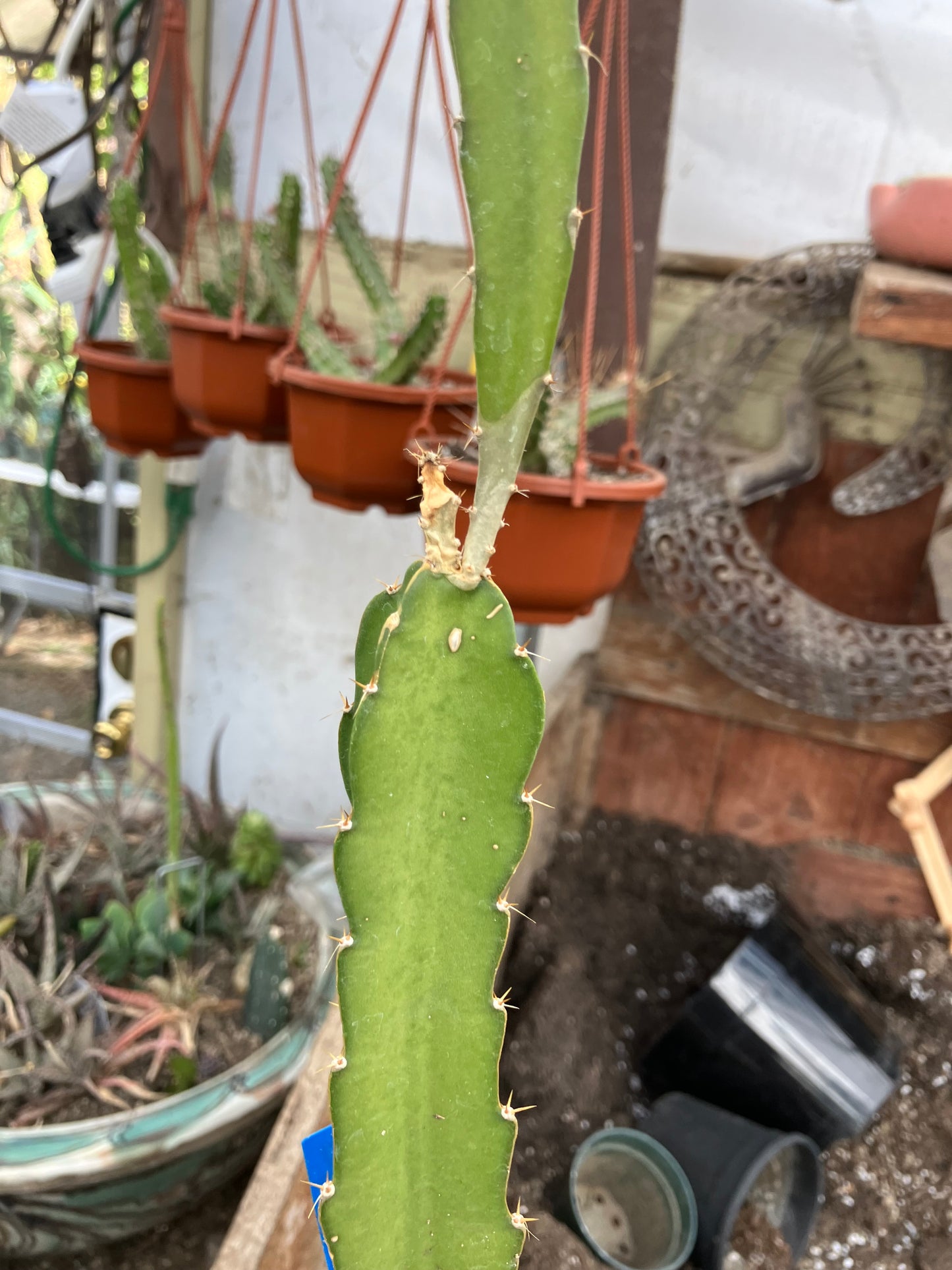 Dragon Fruit Plant Rooted Pitaya or Pitahaya 13" Tall #916B