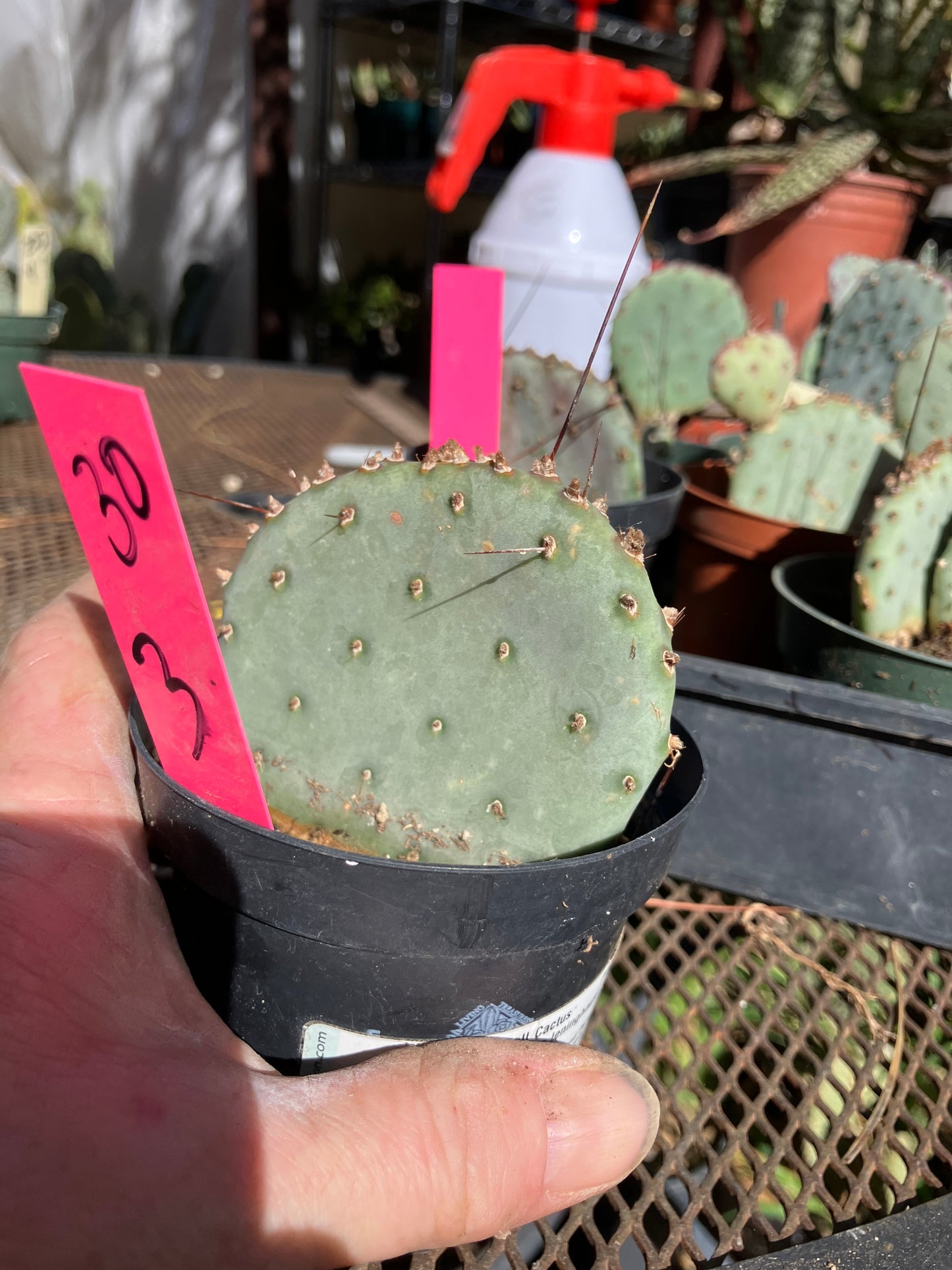 Opuntia Santa Rita Purple Prickly Pear 3”Tall #30P