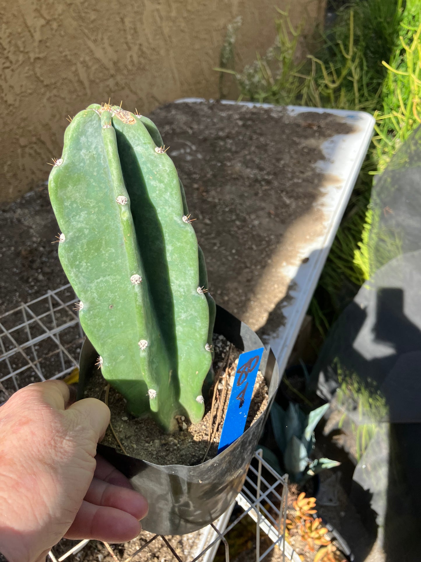Cereus Peruvianus Night Blooming 8”Tall #80B