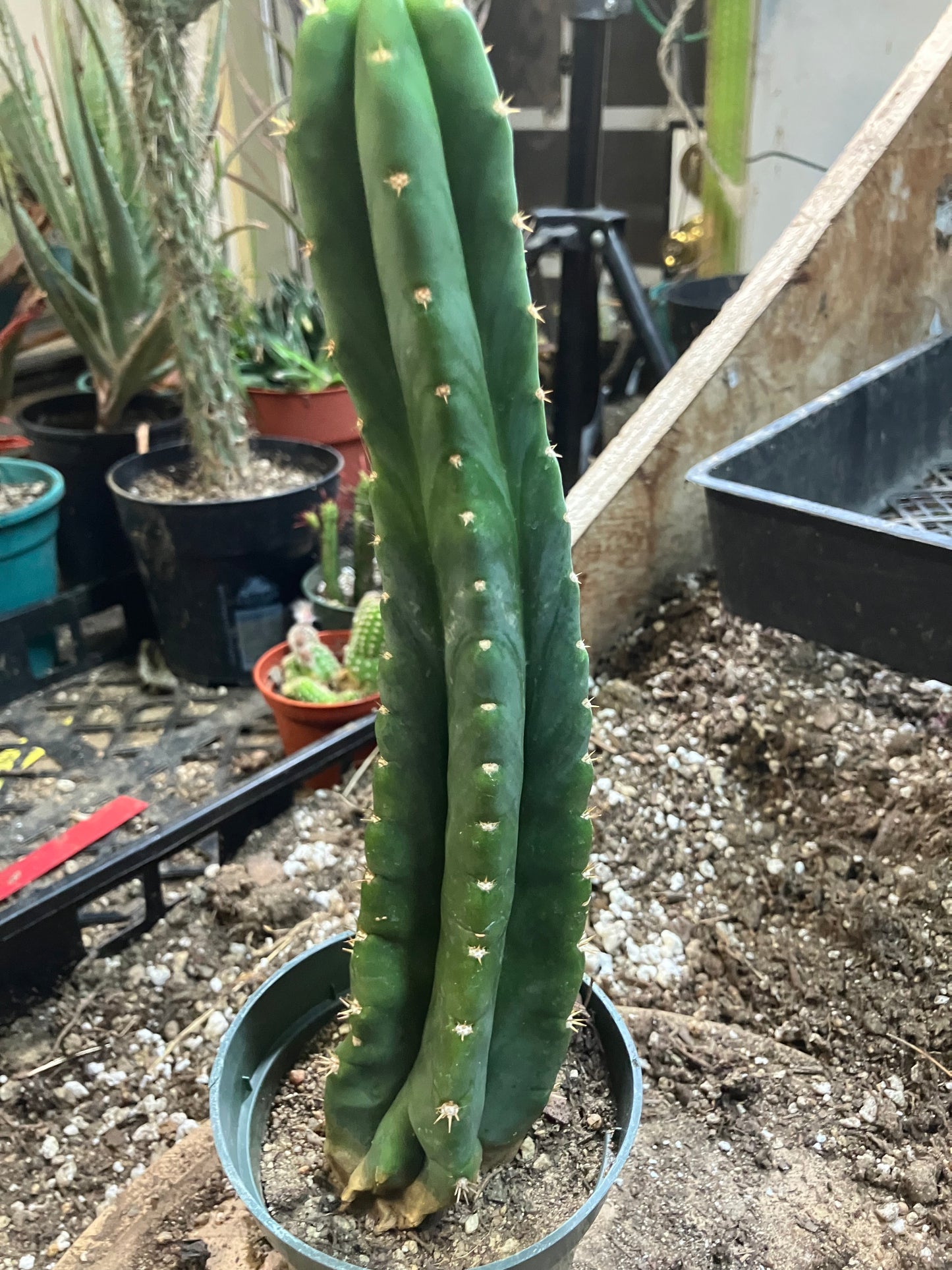 San Pedro Cactus - Trichocereus pachanoi 10"Tall #66B