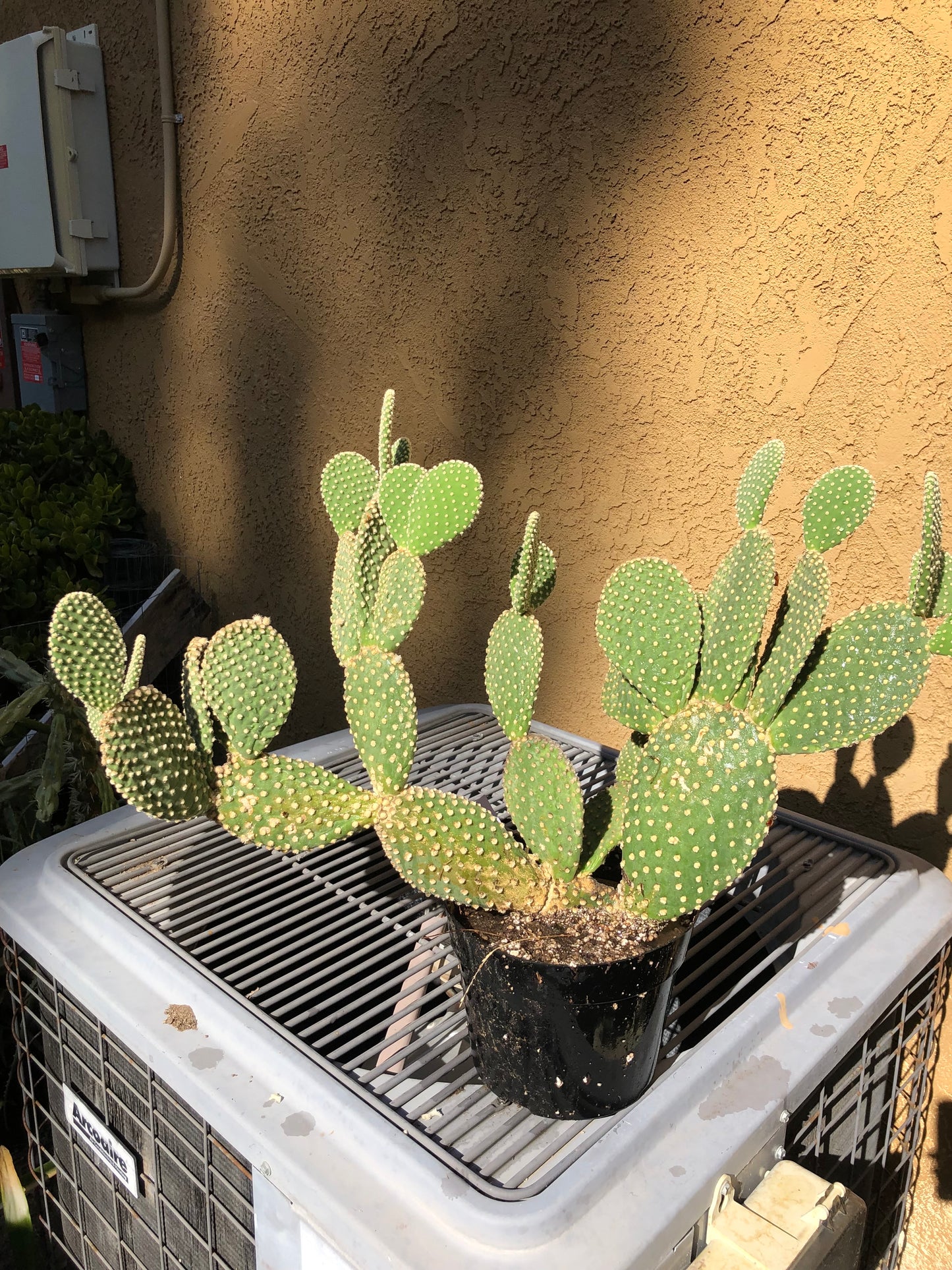 Opuntia microdasys Off White Bunny 10"Tall 28" Wide #287W