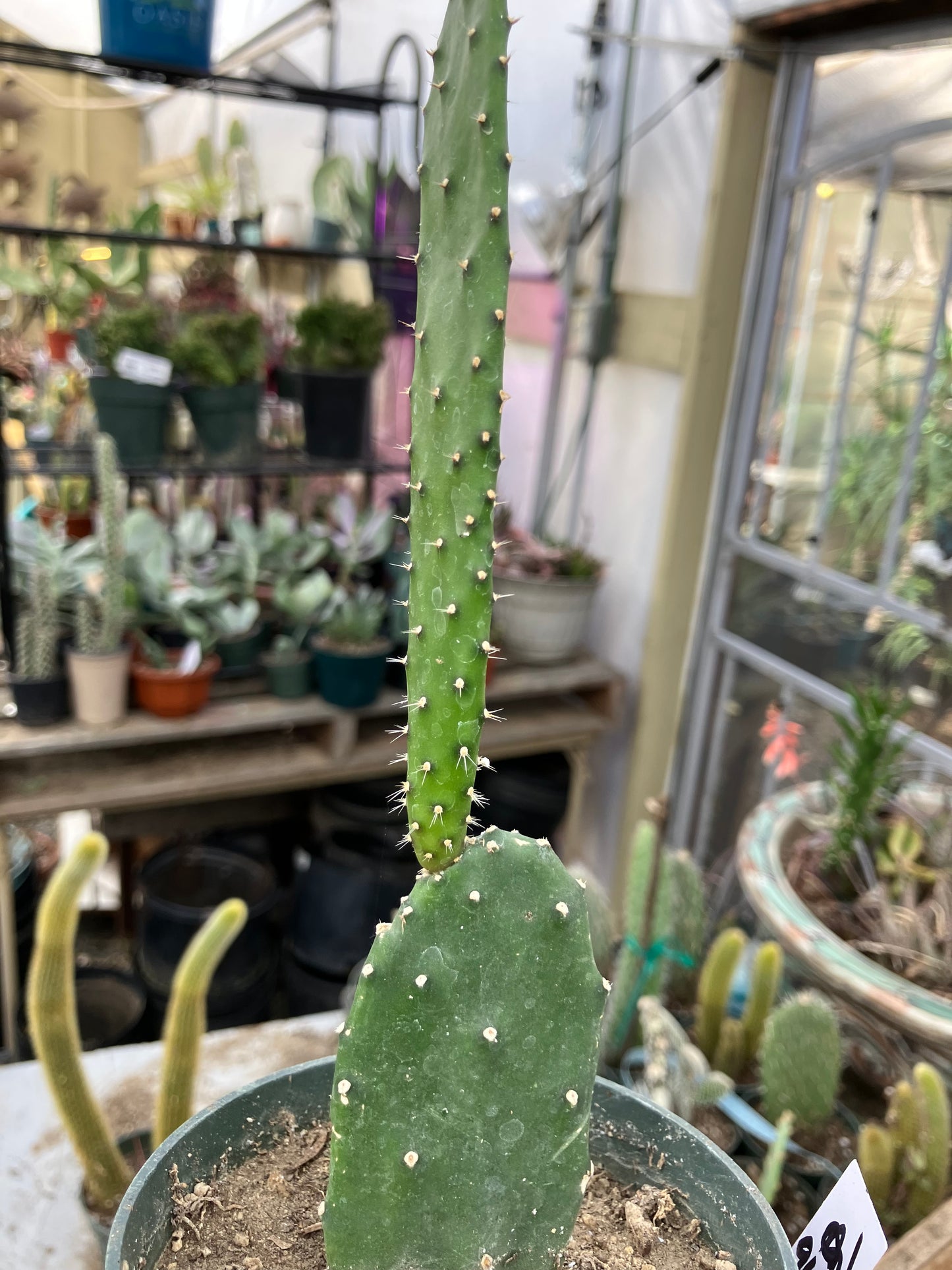 Opuntia Emerald wave Cactus 8”Tall #91W