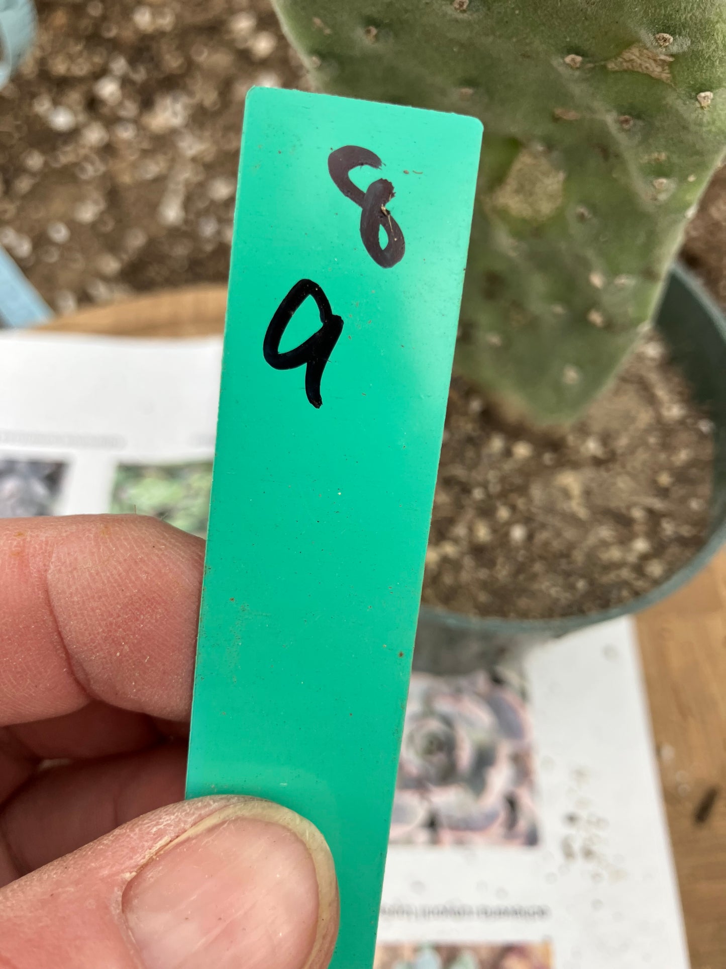 Opuntia Emerald wave Cactus 8”Tall #91W