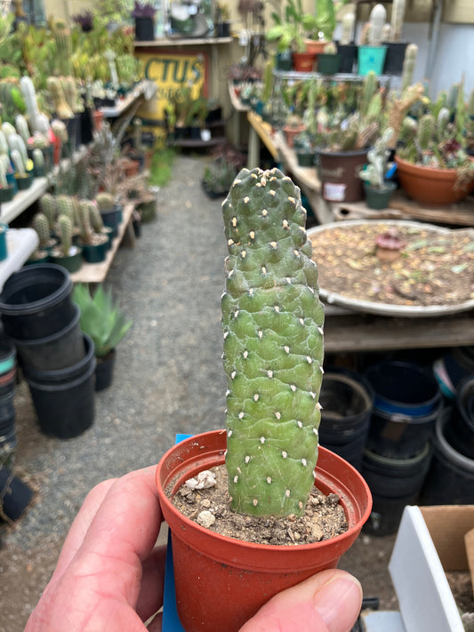 Opuntia Consolea rubescens Road Kill Roadkill Cactus 5"Tall This Plant #05B