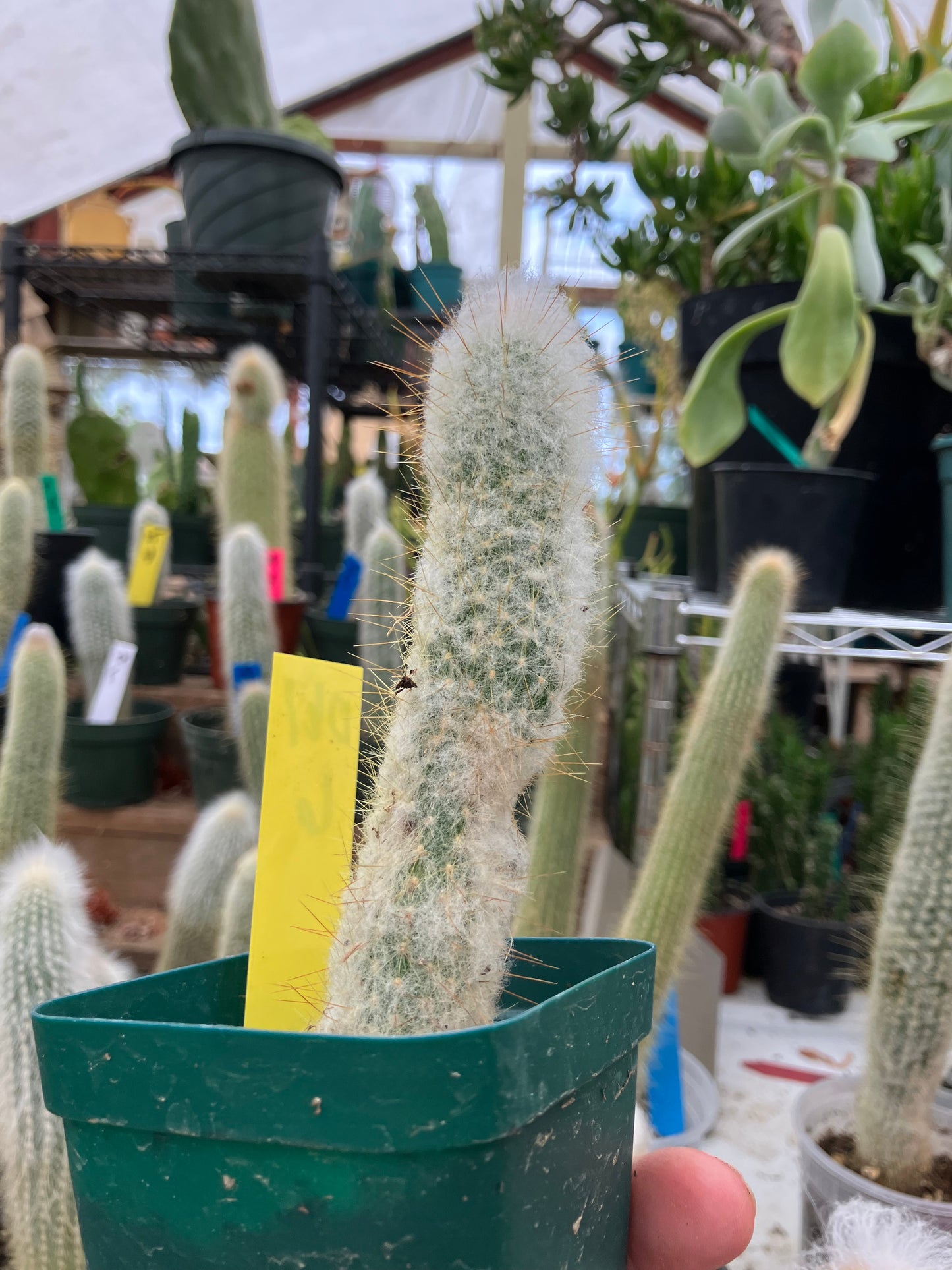 Oreocereus doelzianus Old Woman, Old Man Cactus 6"Tall #061Y