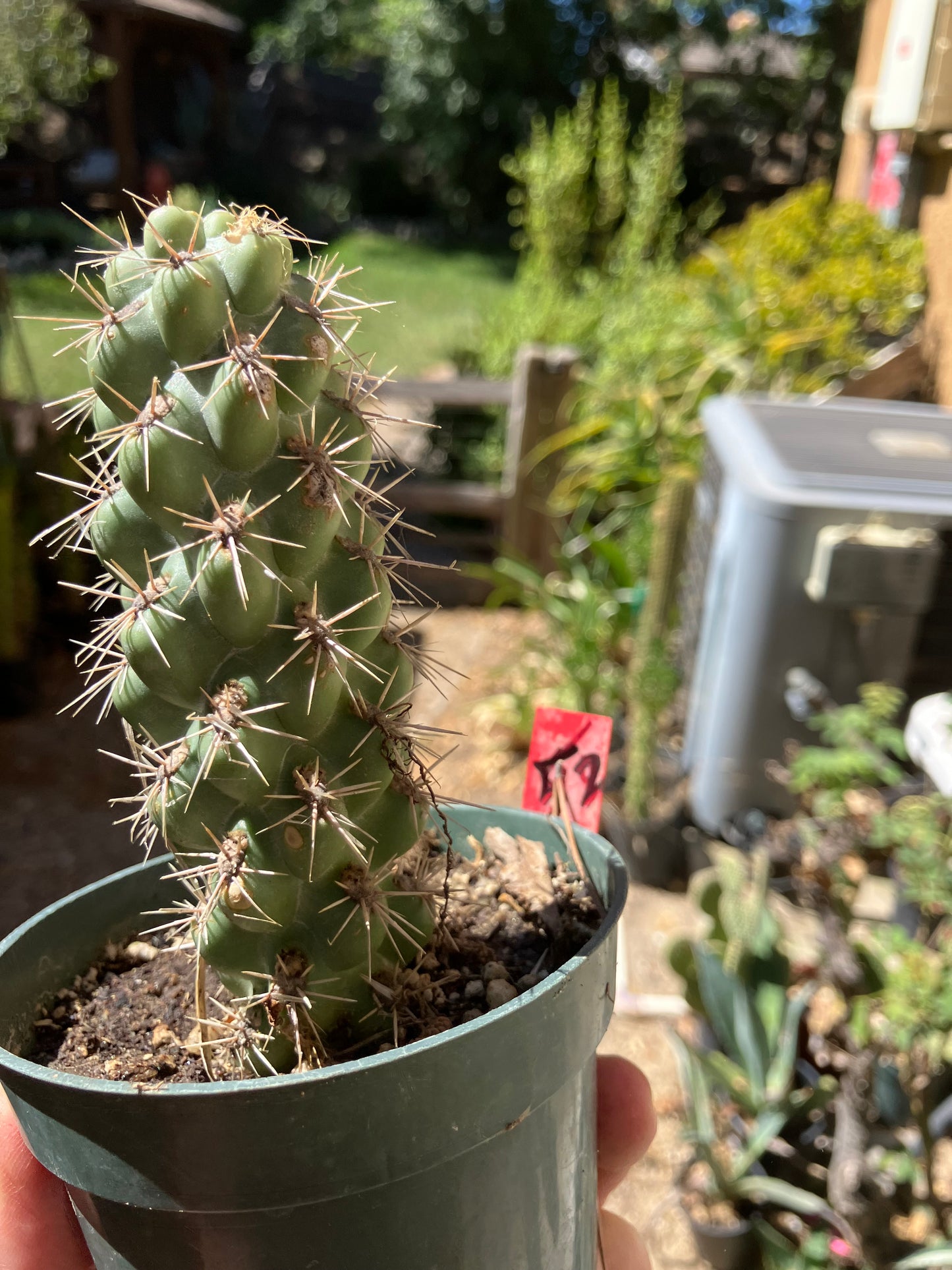 Cholla Cylindropuntia Buckhorn Cactus 5”Tall #52R