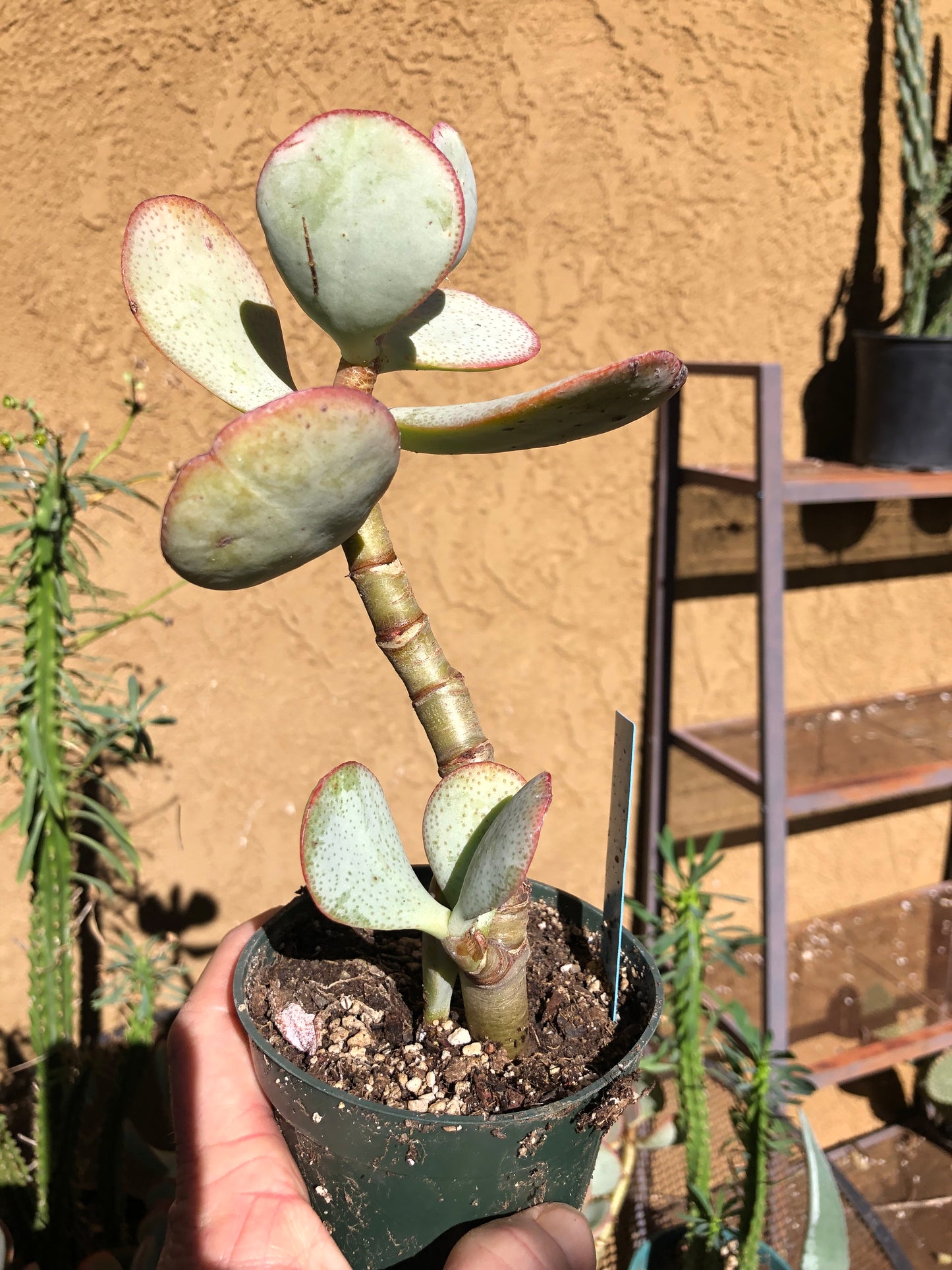 Crassula arborescens Silver Dollar 8”Tall #888B*