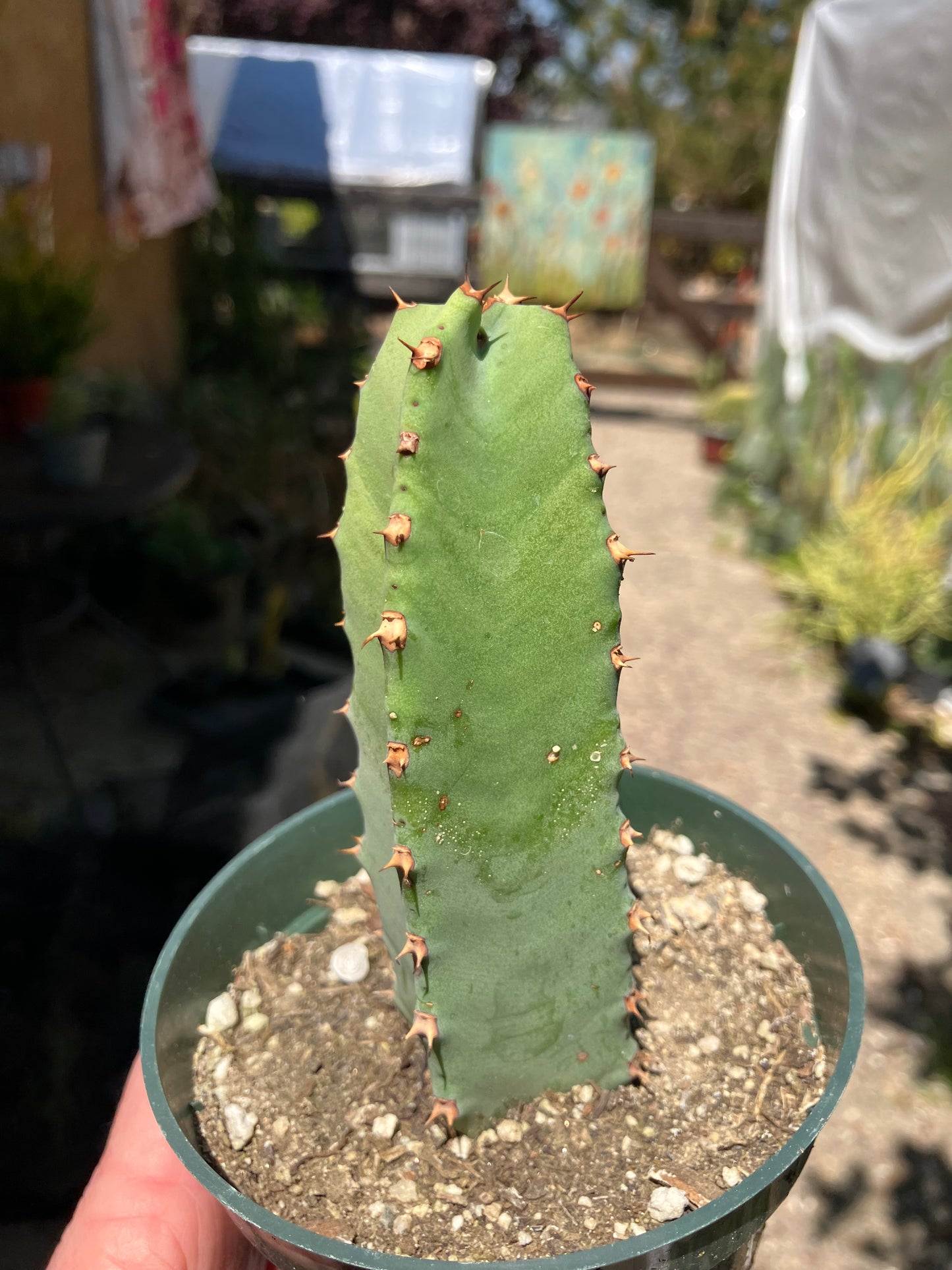 Euphorbia resinifera Moroccan Mound 5"Tall #51W