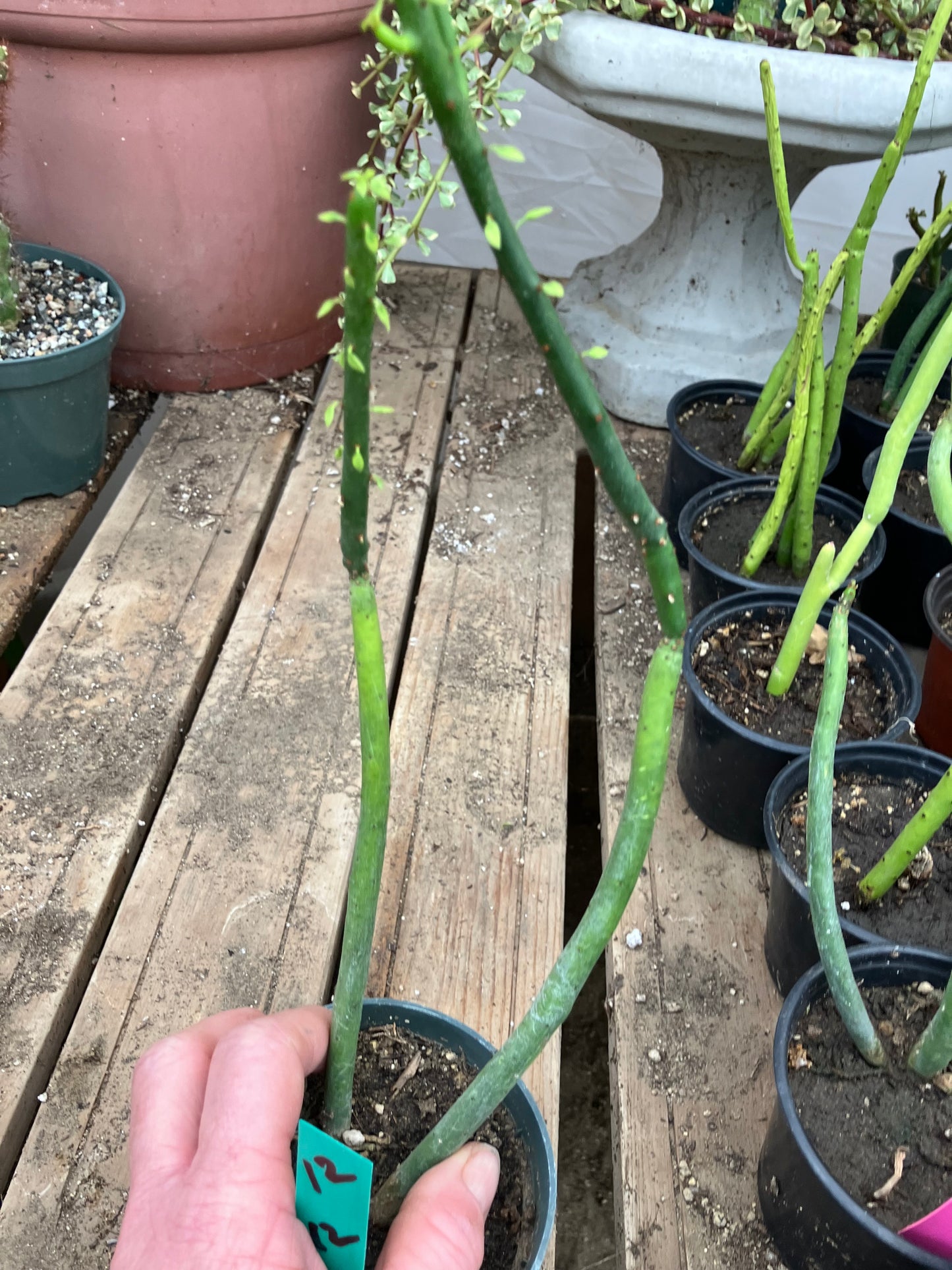 Euphorbia leucodendron Cat Tail 12" Tall #12G