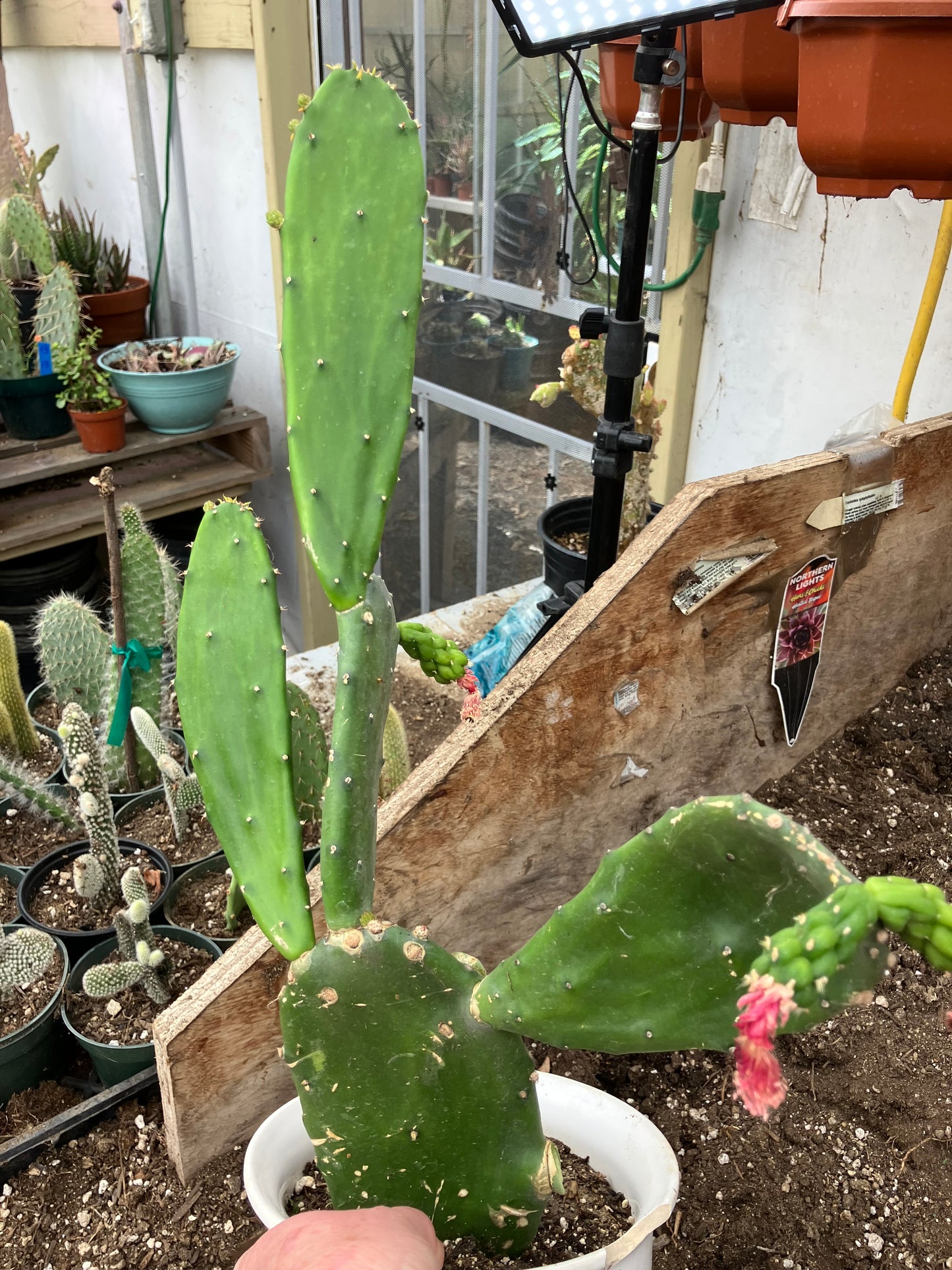 Opuntia Emerald wave Cactus 18”Tall #189W