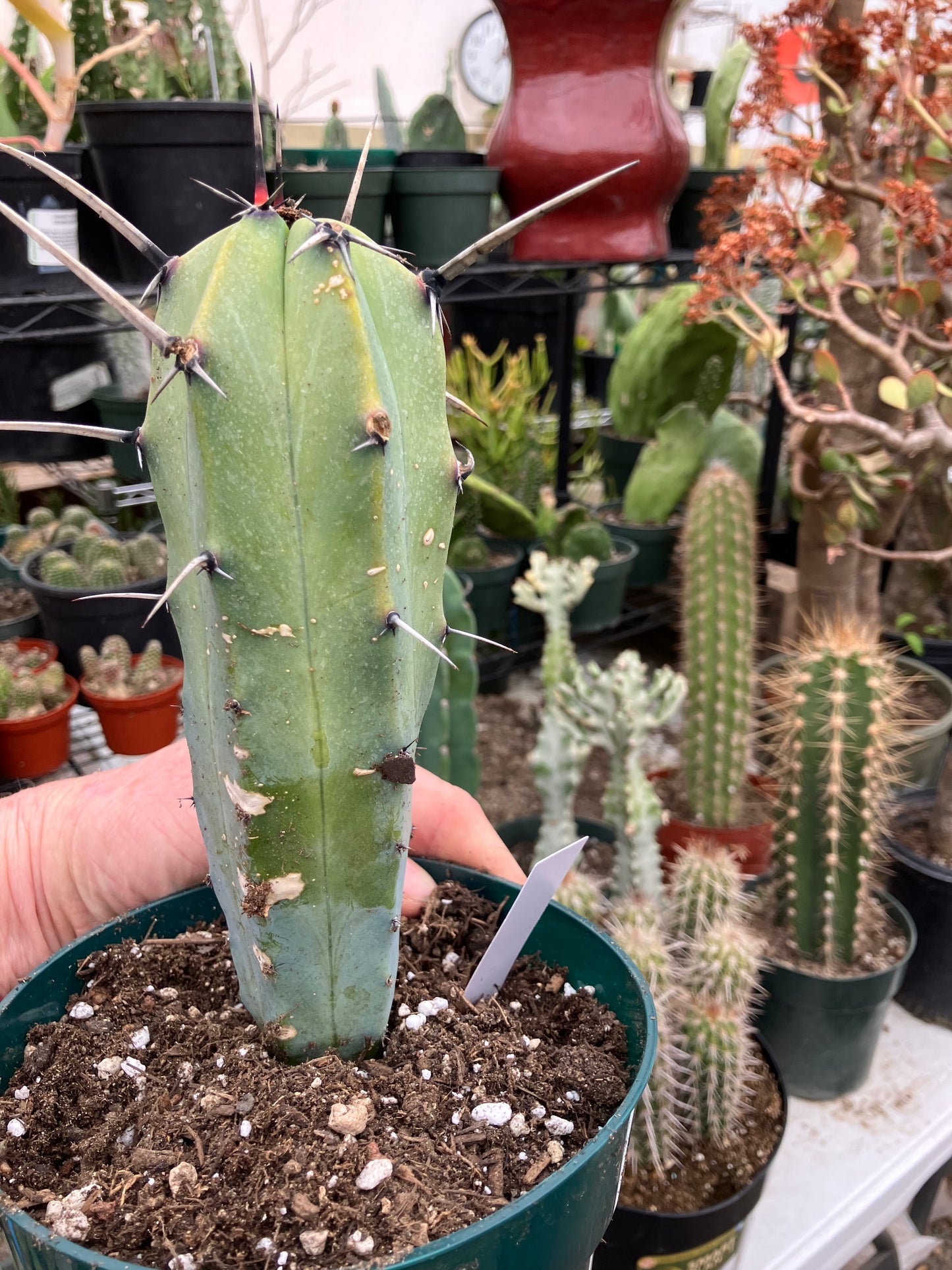 Myrtillocactus cochal Candelabra Cactus 8"Tall 2.5" Wide #5W