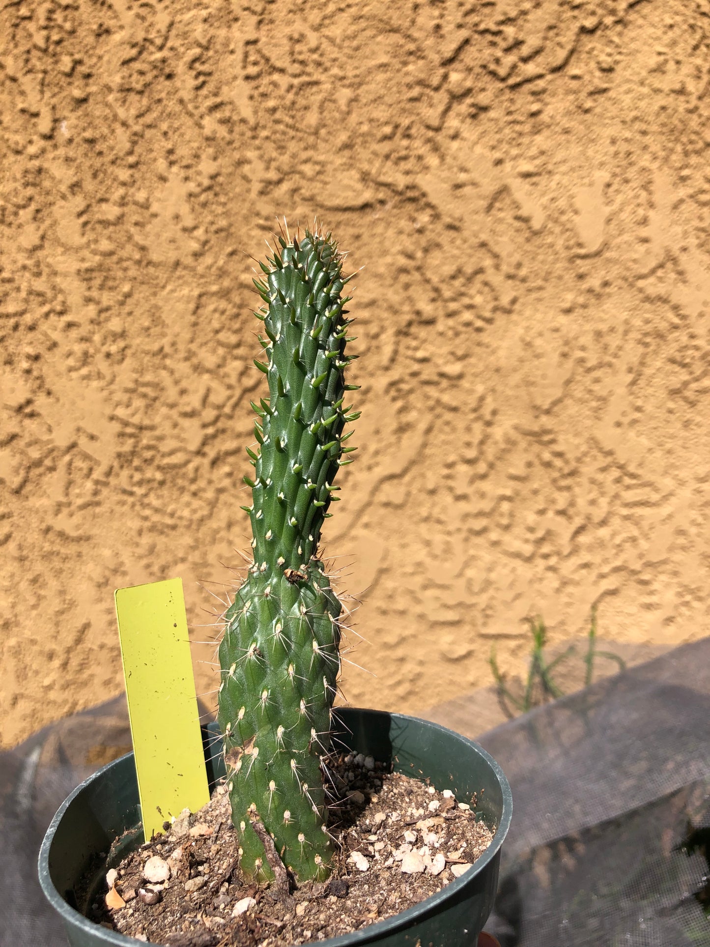 Cylindropuntia fulgida Cholla Boxing Glove Cactus Crest 6"Tall #20Y