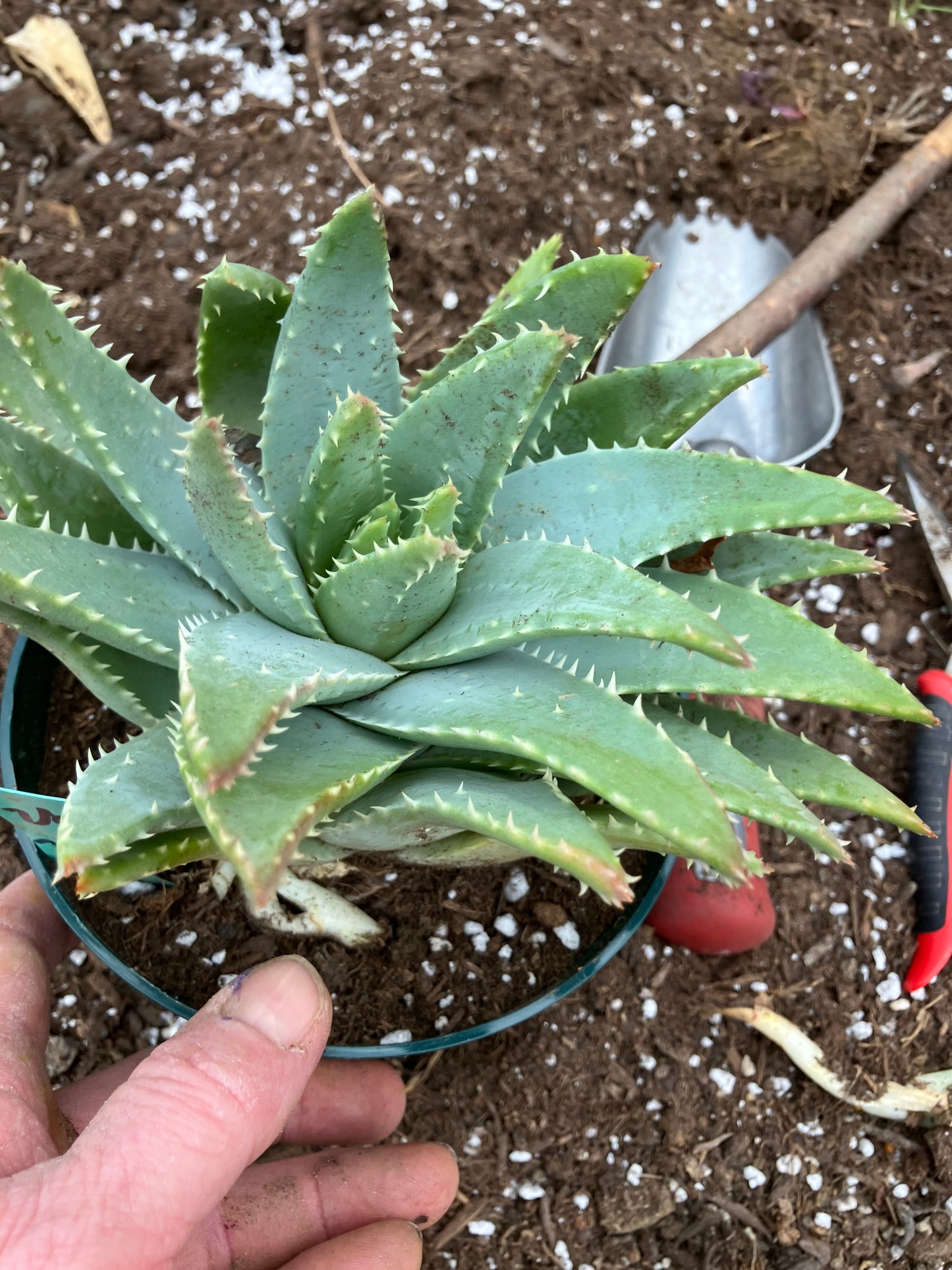 Aloe maculata Soap Aloe 8"Wide Succulent Cactus #8G