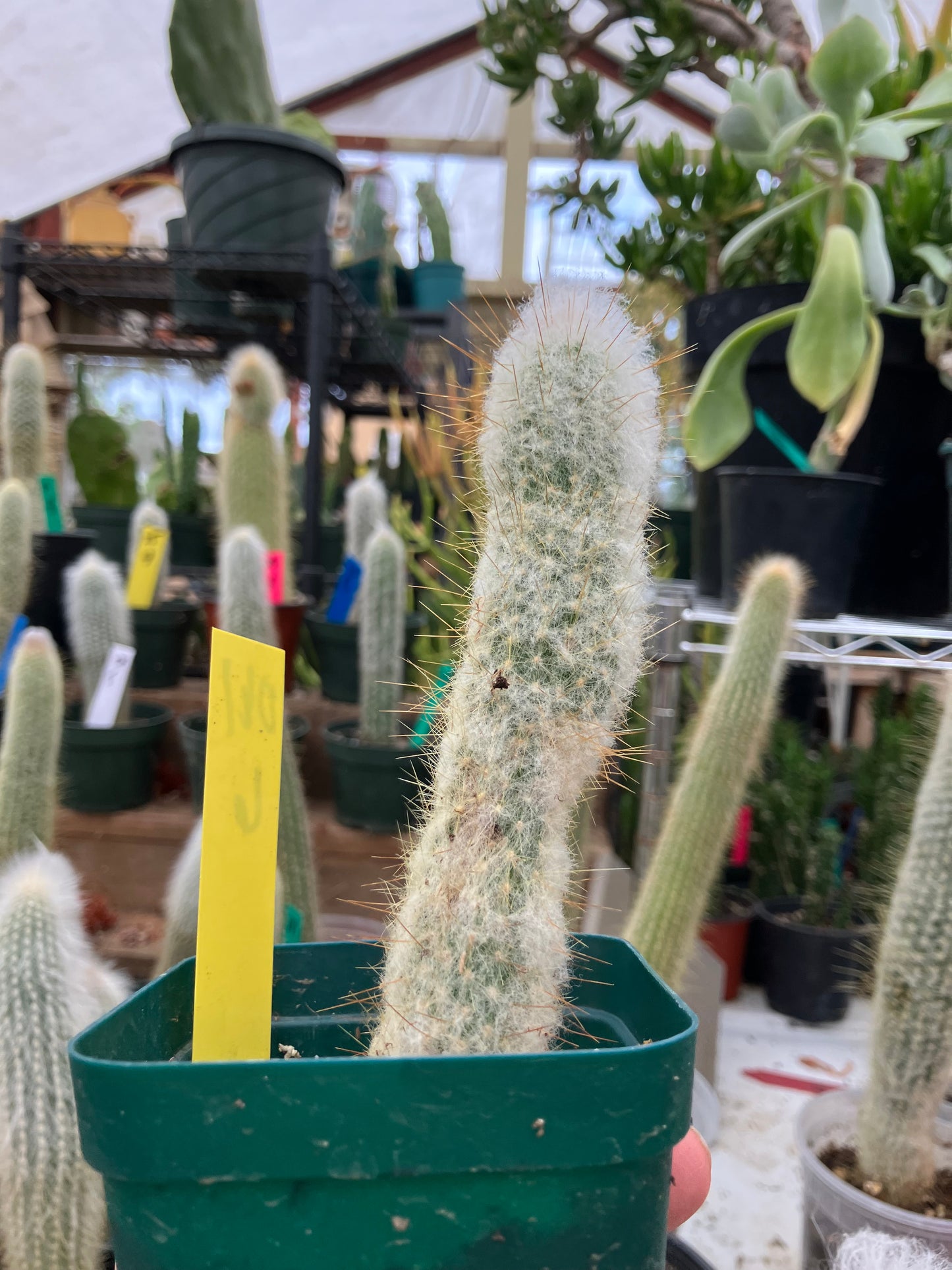 Oreocereus doelzianus Old Woman, Old Man Cactus 6"Tall #061Y