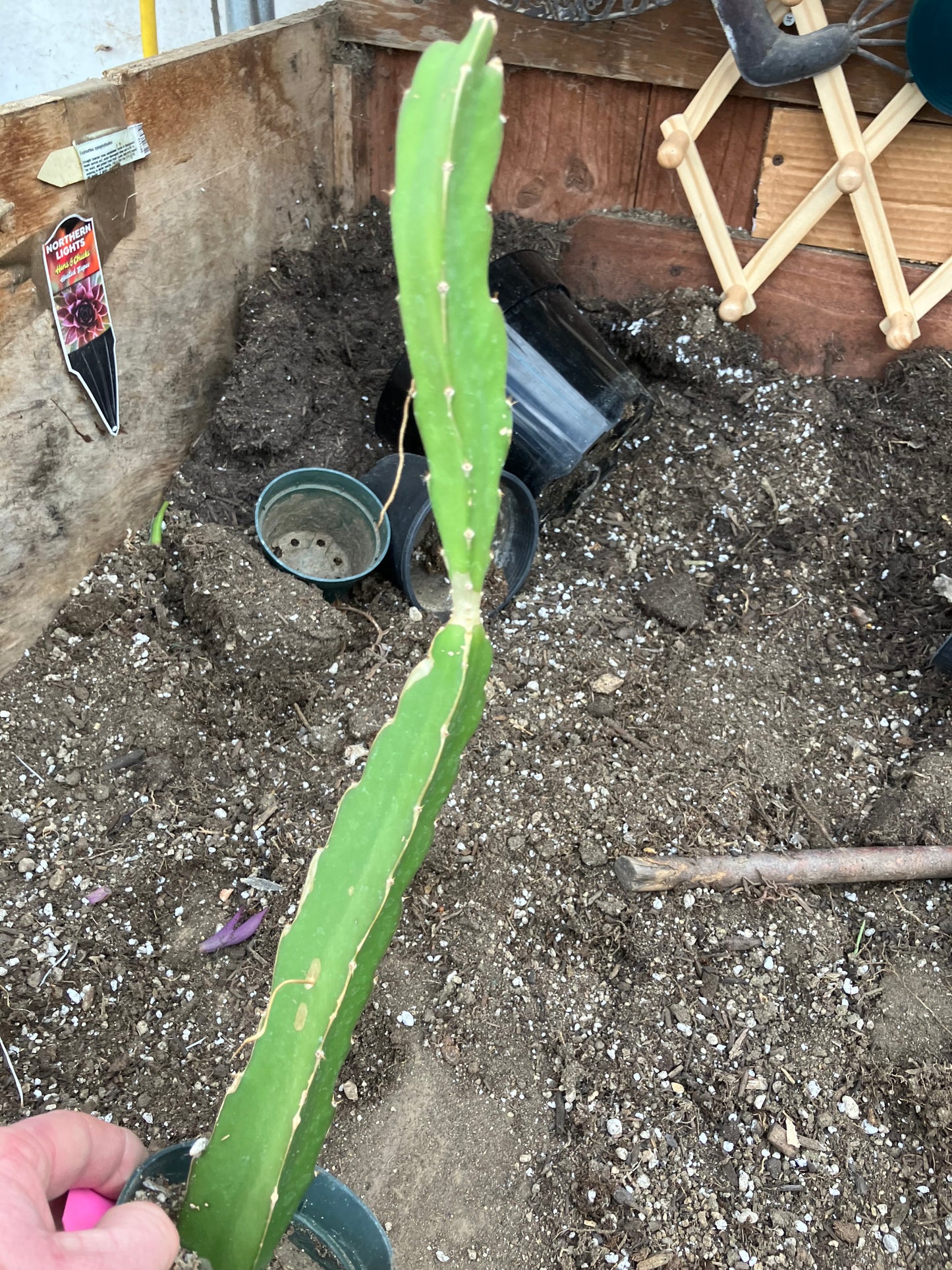 Dragon Fruit Plant Rooted Pitaya or Pitahaya 16" Tall #69P