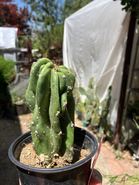 Cereus Peruvianus Monstrose Night Blooming 5.5"Tall 2"Wide #522R