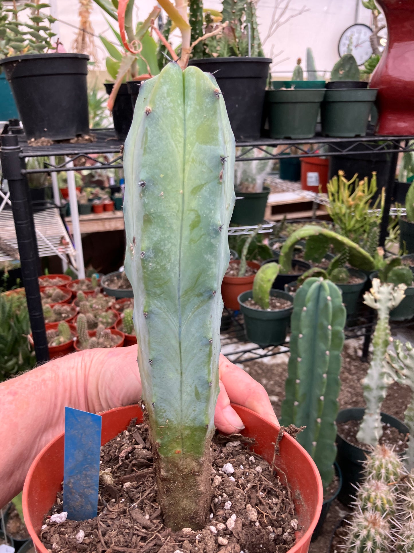 Myrtillocactus cochal Candelabra Cactus 9"Tall 2.5" Wide #6B