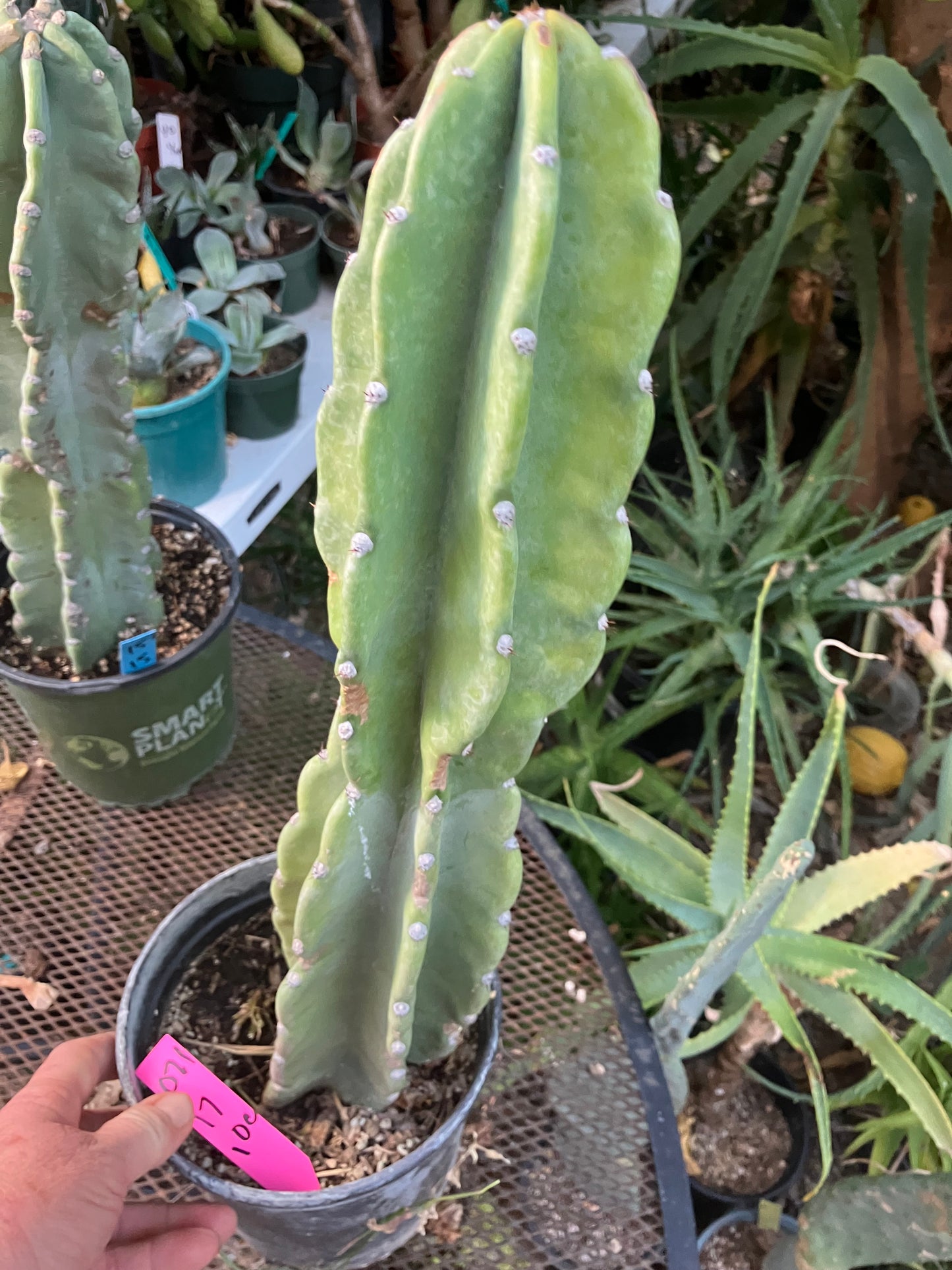 Cereus Peruvianus Night Blooming 17"Tall #011P