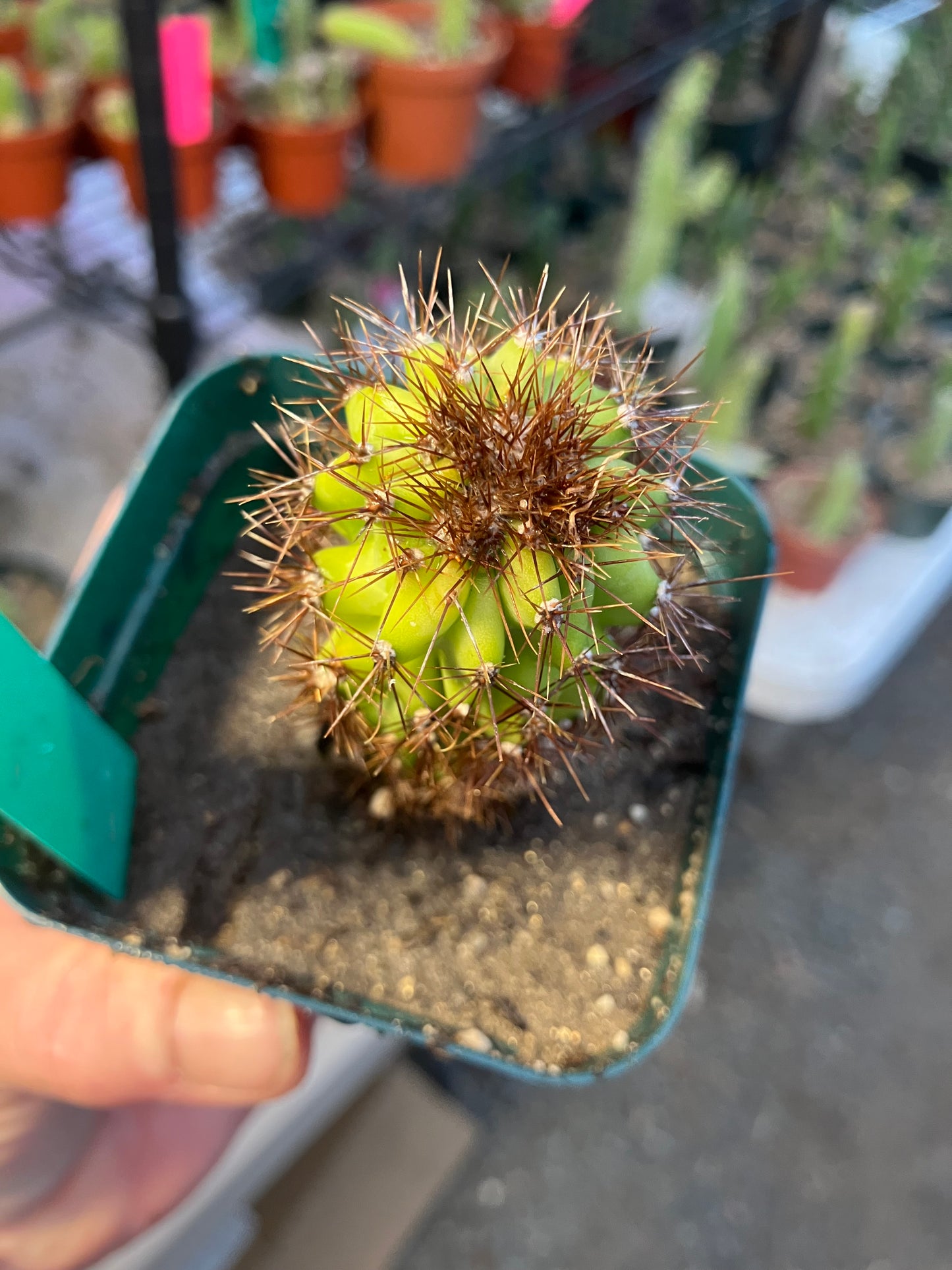 Cereus Peruvianus Monstrose "Rojo" 3” Tall #100G