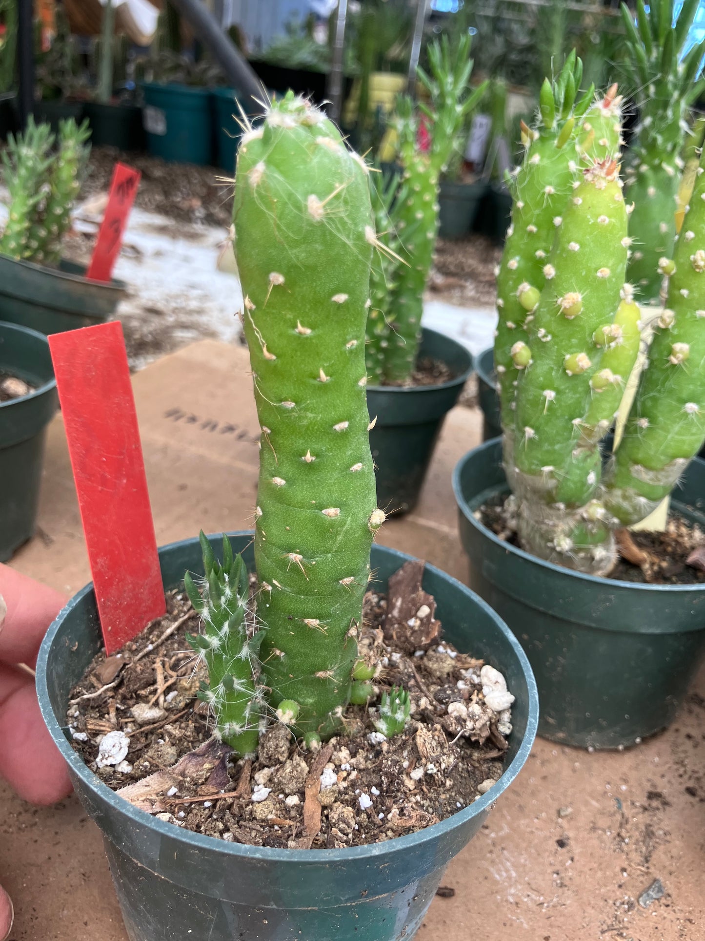 Austrocylindropuntia Cactus Gumbi Mini Eve's Needle 4.5"Tall #901R
