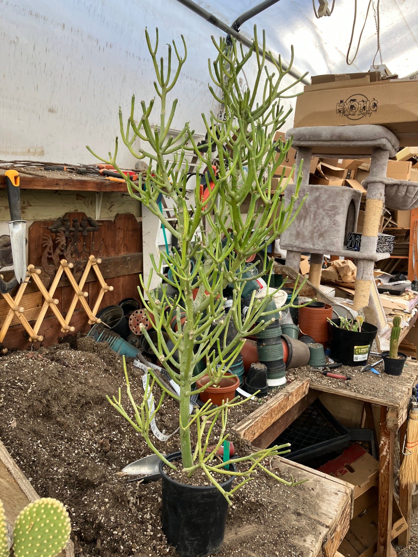 Euphorbia tirucalli Fire Stick 37"Tall 12"Wide #32G