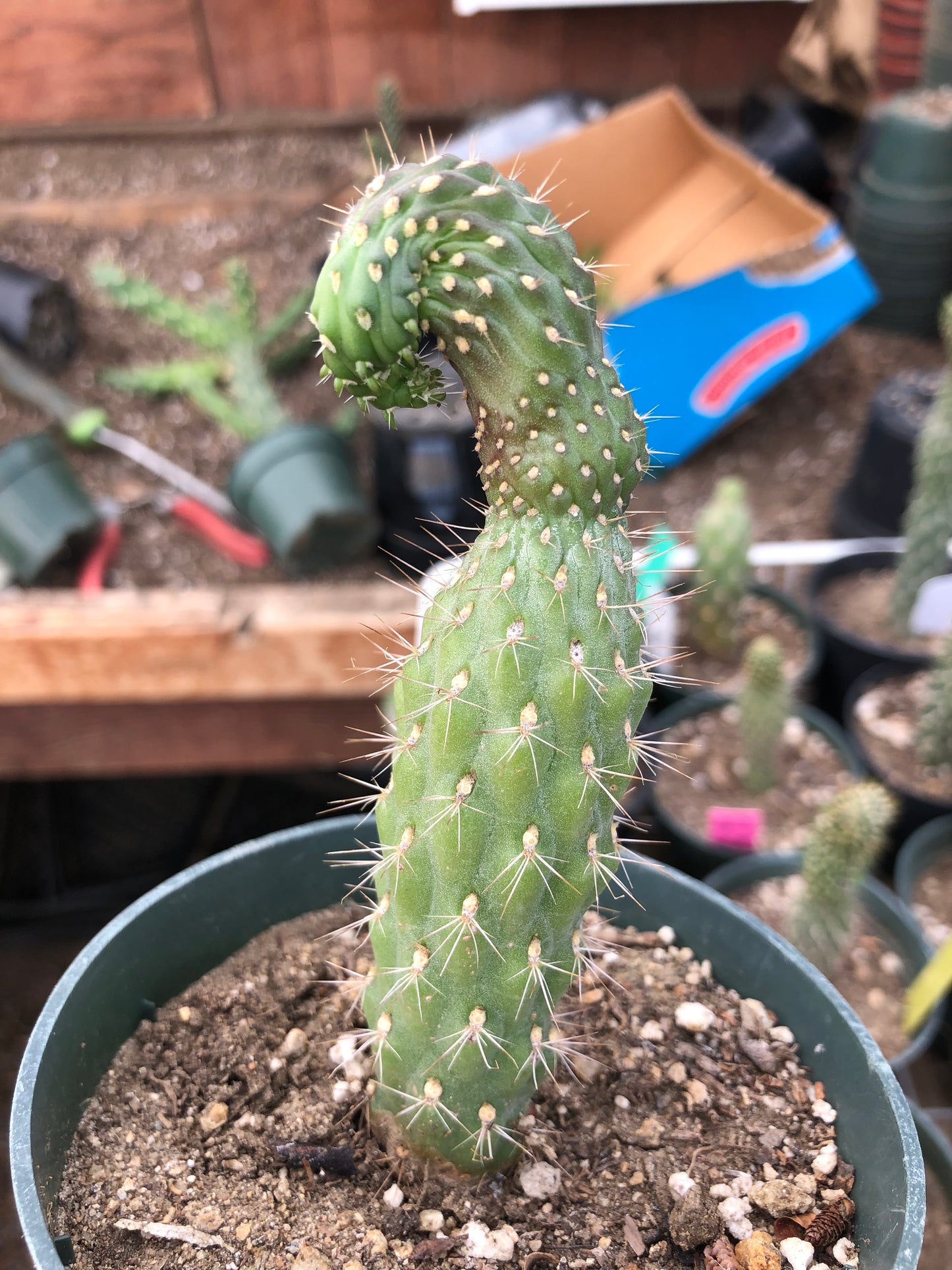 Cylindropuntia fulgida Cholla Boxing Glove Cactus Crest 4.5"Tall #4P