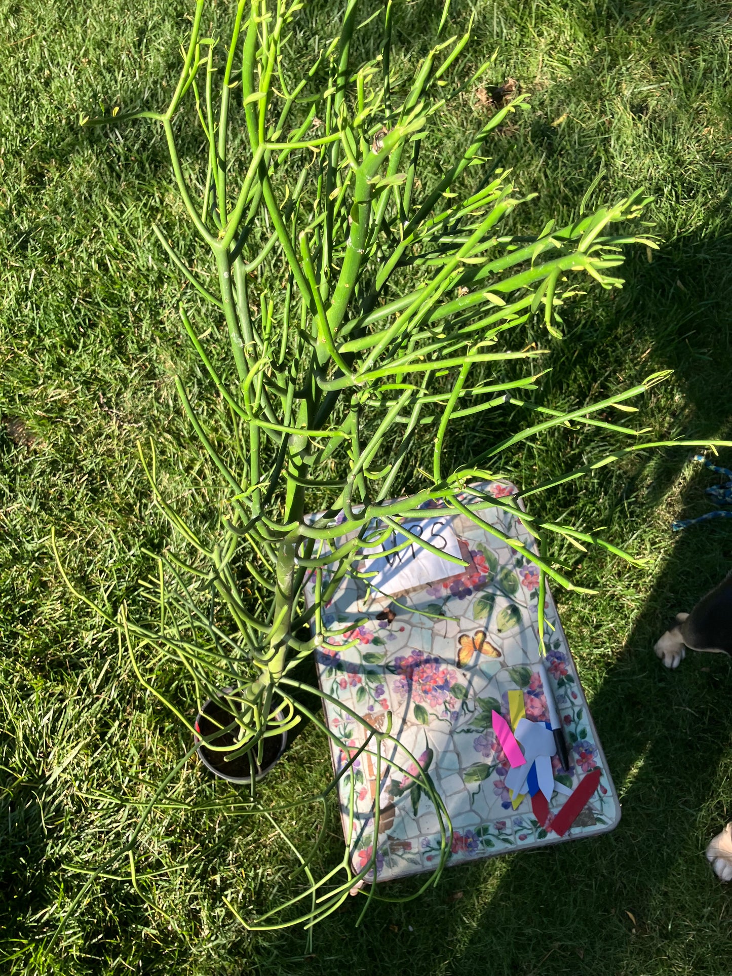 Euphorbia tirucalli Pencil Cactus/Succulent 53"Tall 20"Wide #47P