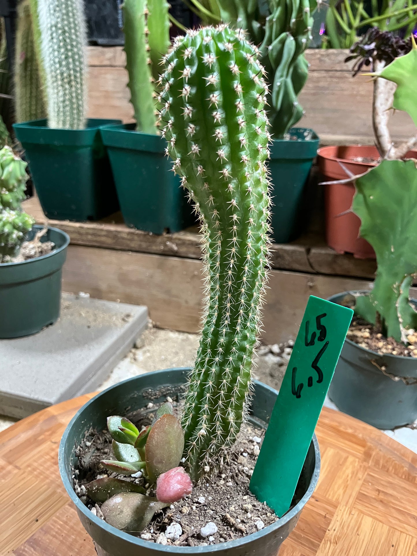 Pachycereus pecten-aboriginum Indian Comb Cactus 6.5"Tall #65G