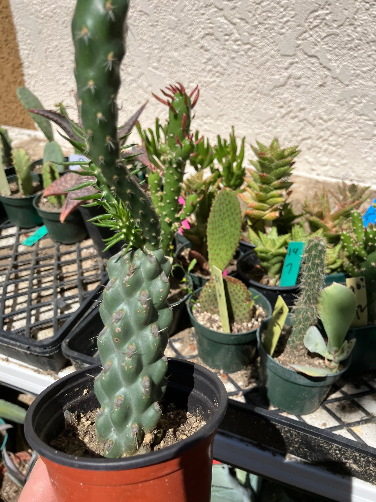 Cholla Cylindropuntia  Buckhorn 7”Tall #77B