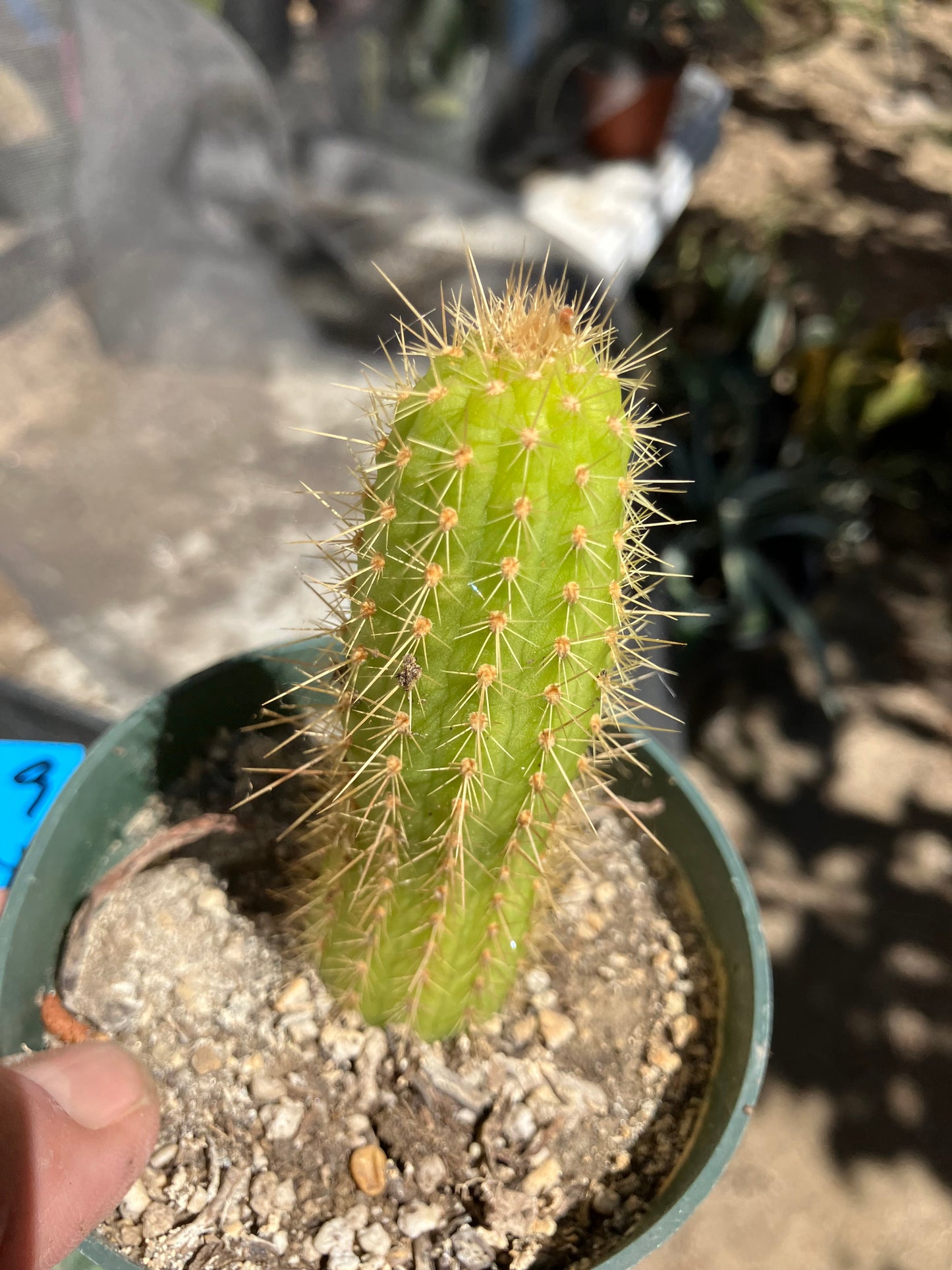 Vatricania ~ guentheri 4" Tall Beautiful Columnar Cactus #9B