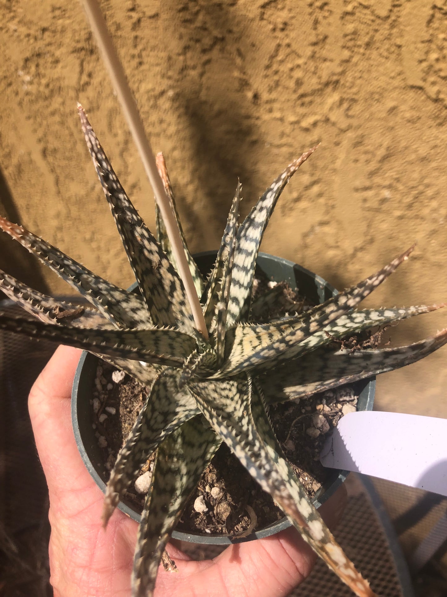 Aloe~ "Lizard lips" Exotic Cultivar Dwarf Aloe 6”Wide #66W